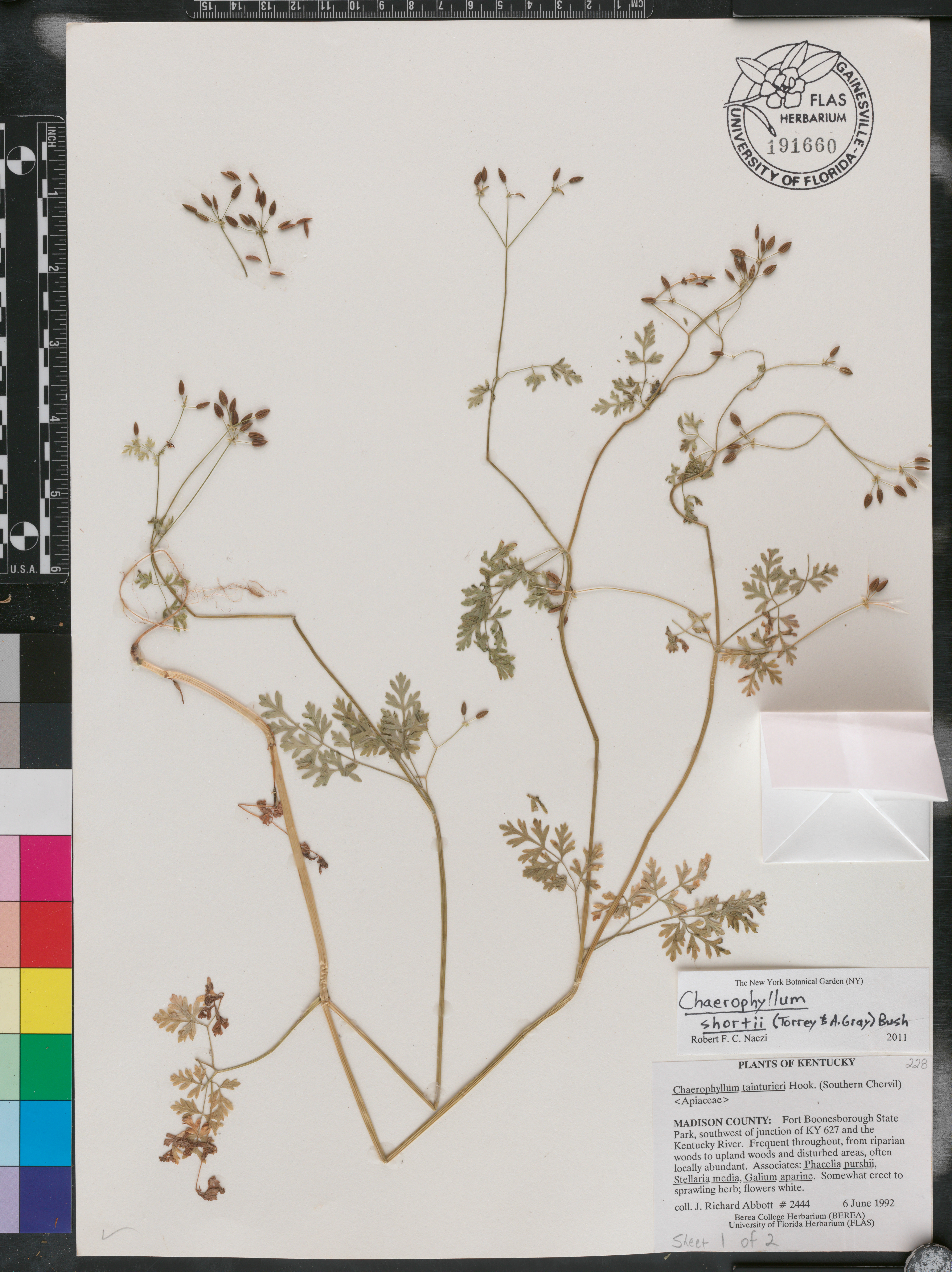 Chaerophyllum procumbens var. shortii image