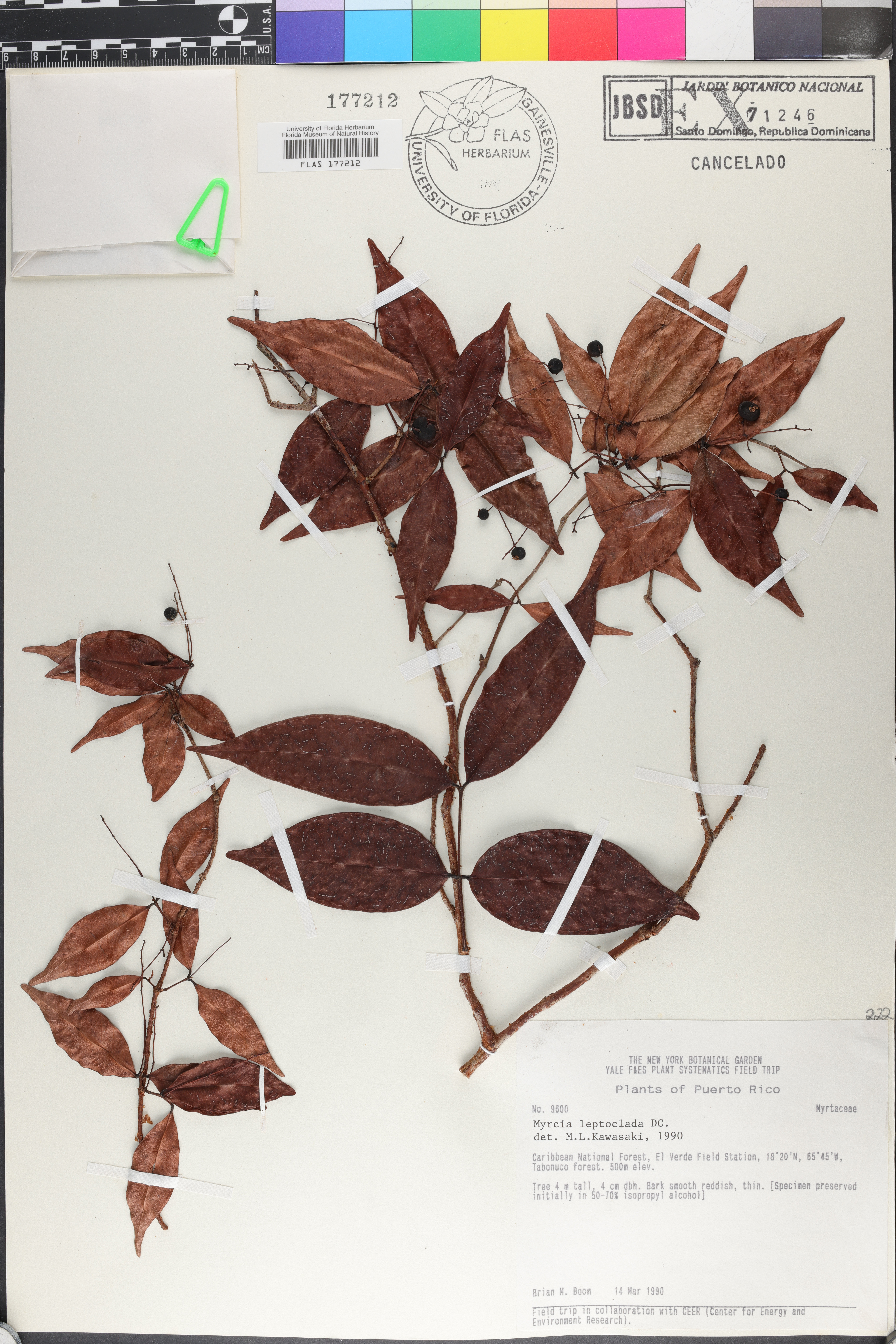 Myrcia leptoclada image