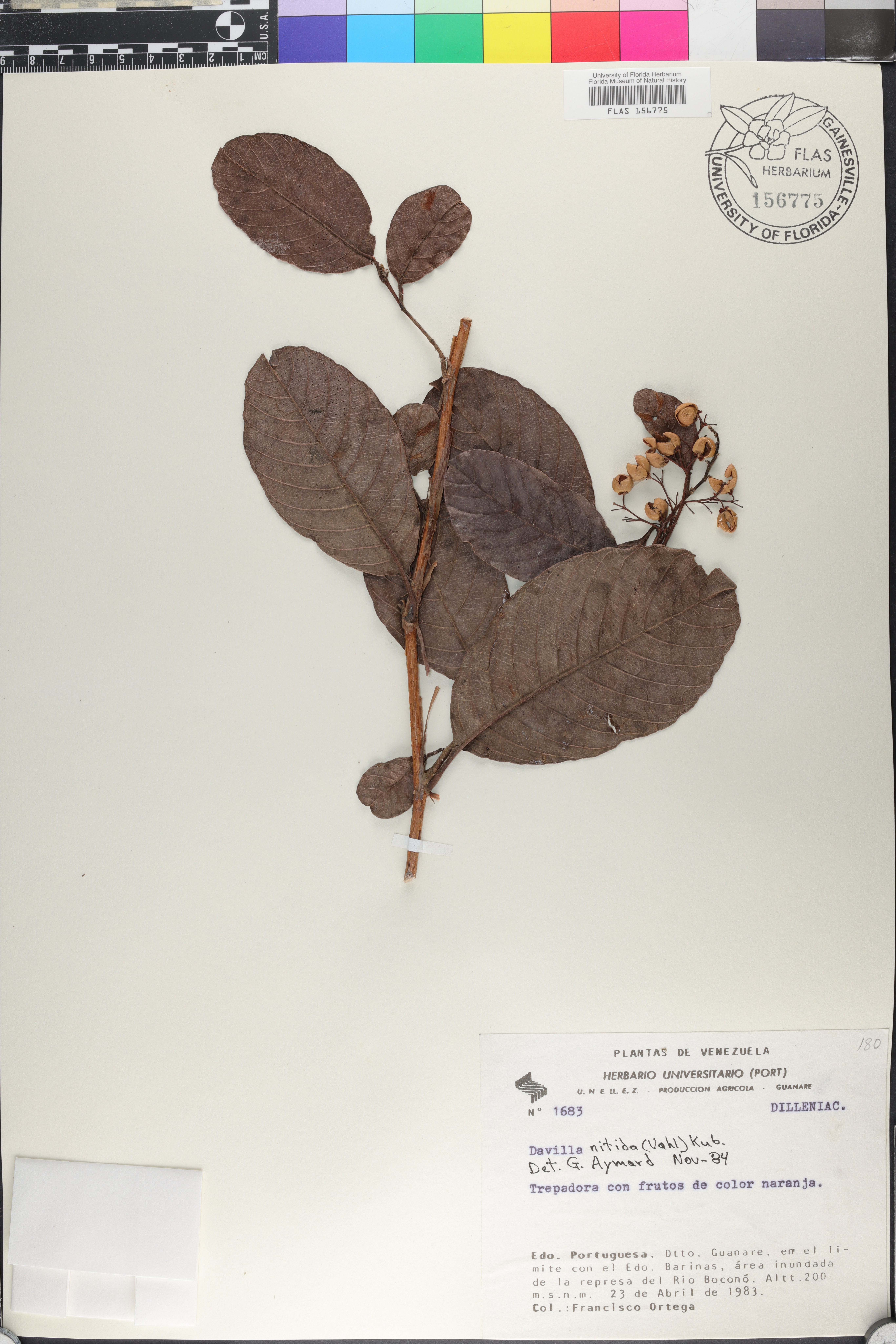 Davilla nitida image