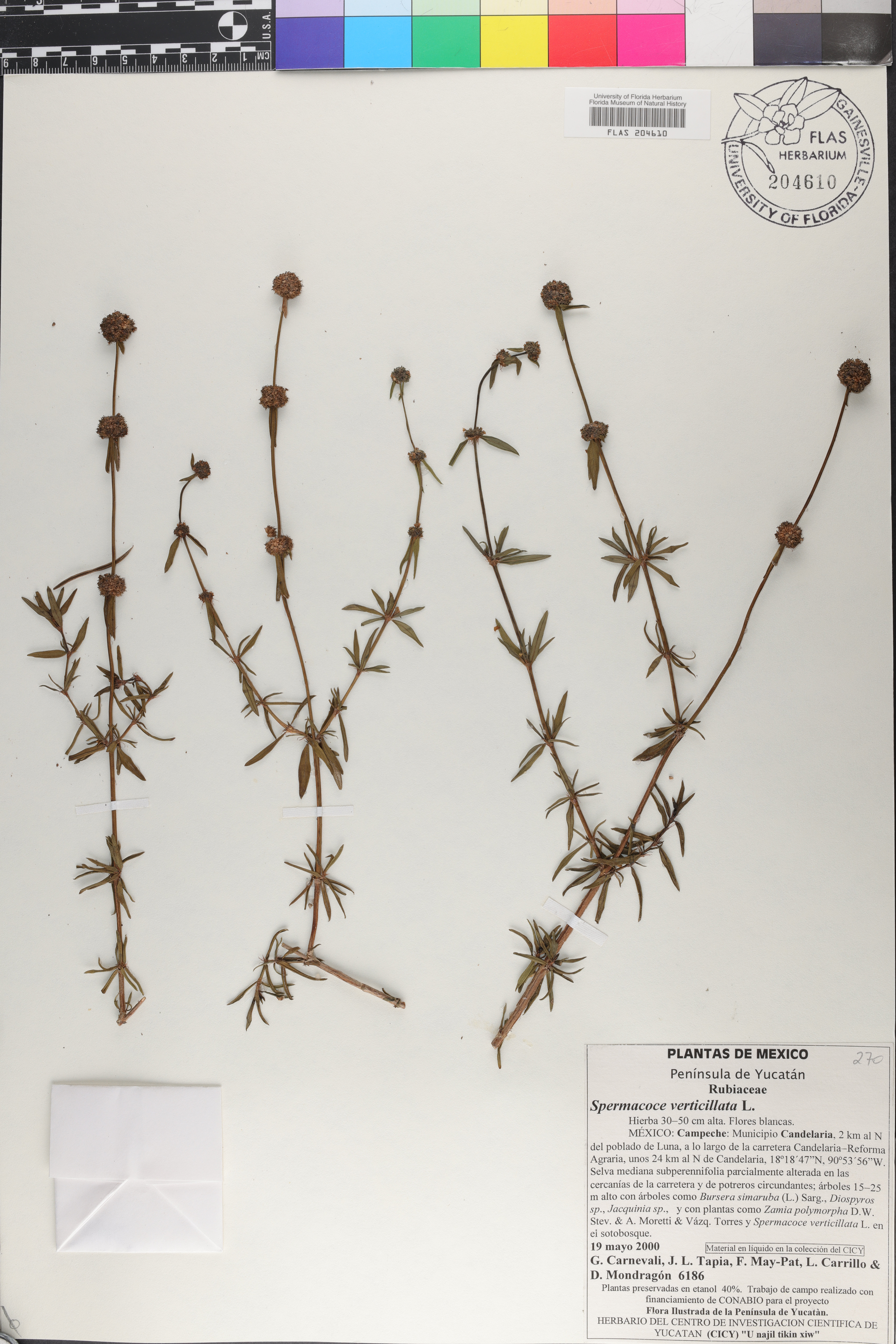 Spermacoce verticillata image