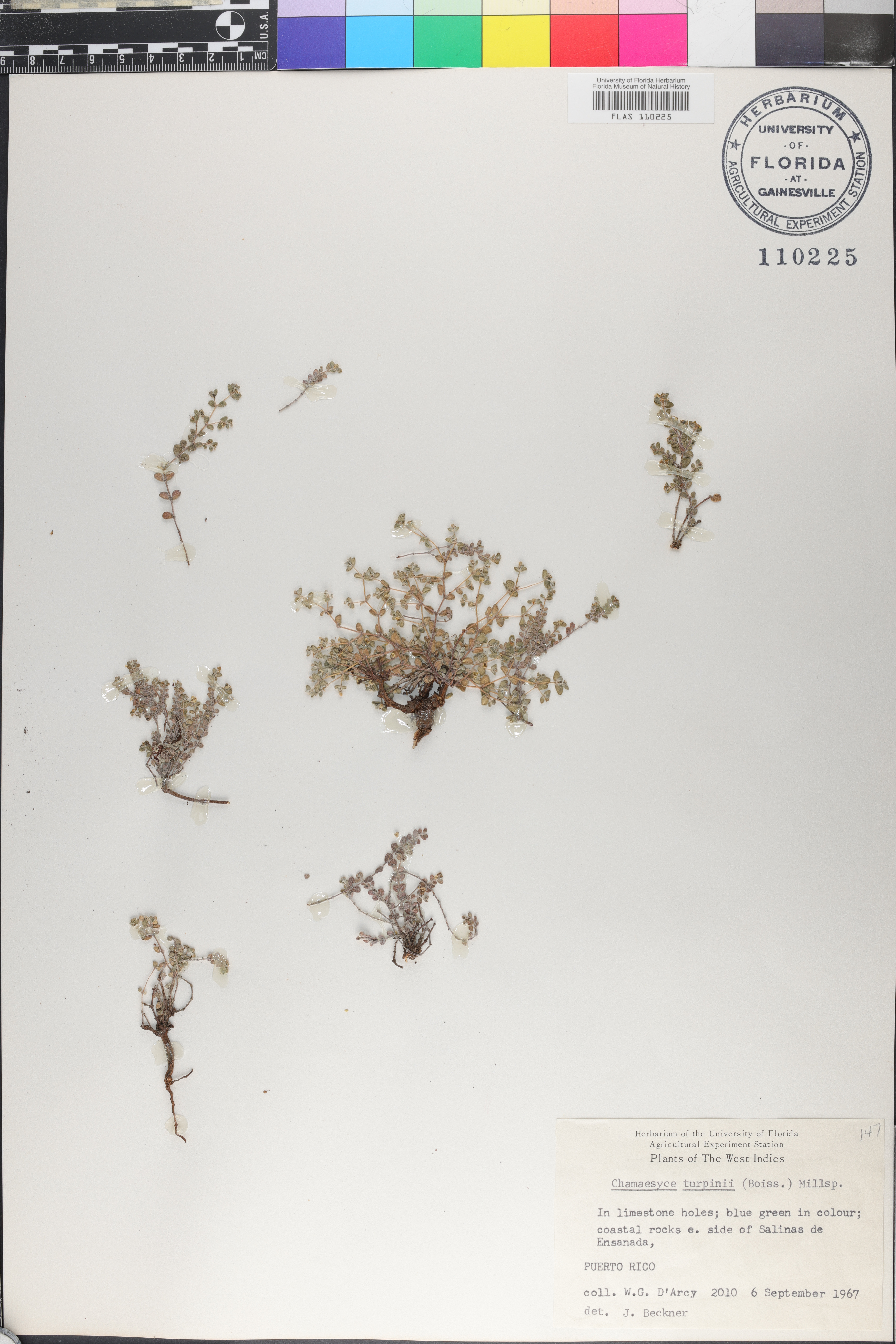 Chamaesyce turpinii image