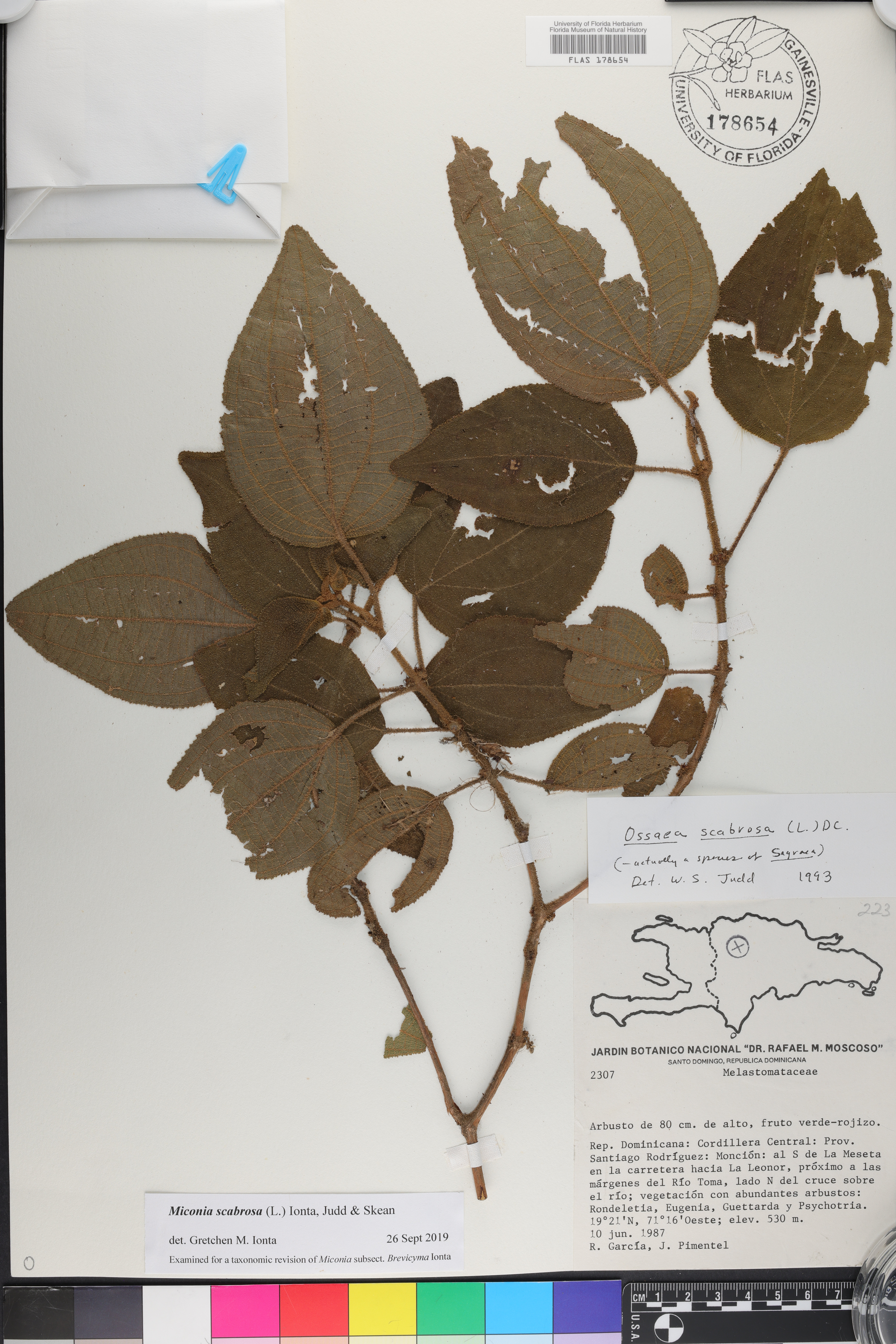 Miconia scabrosa image