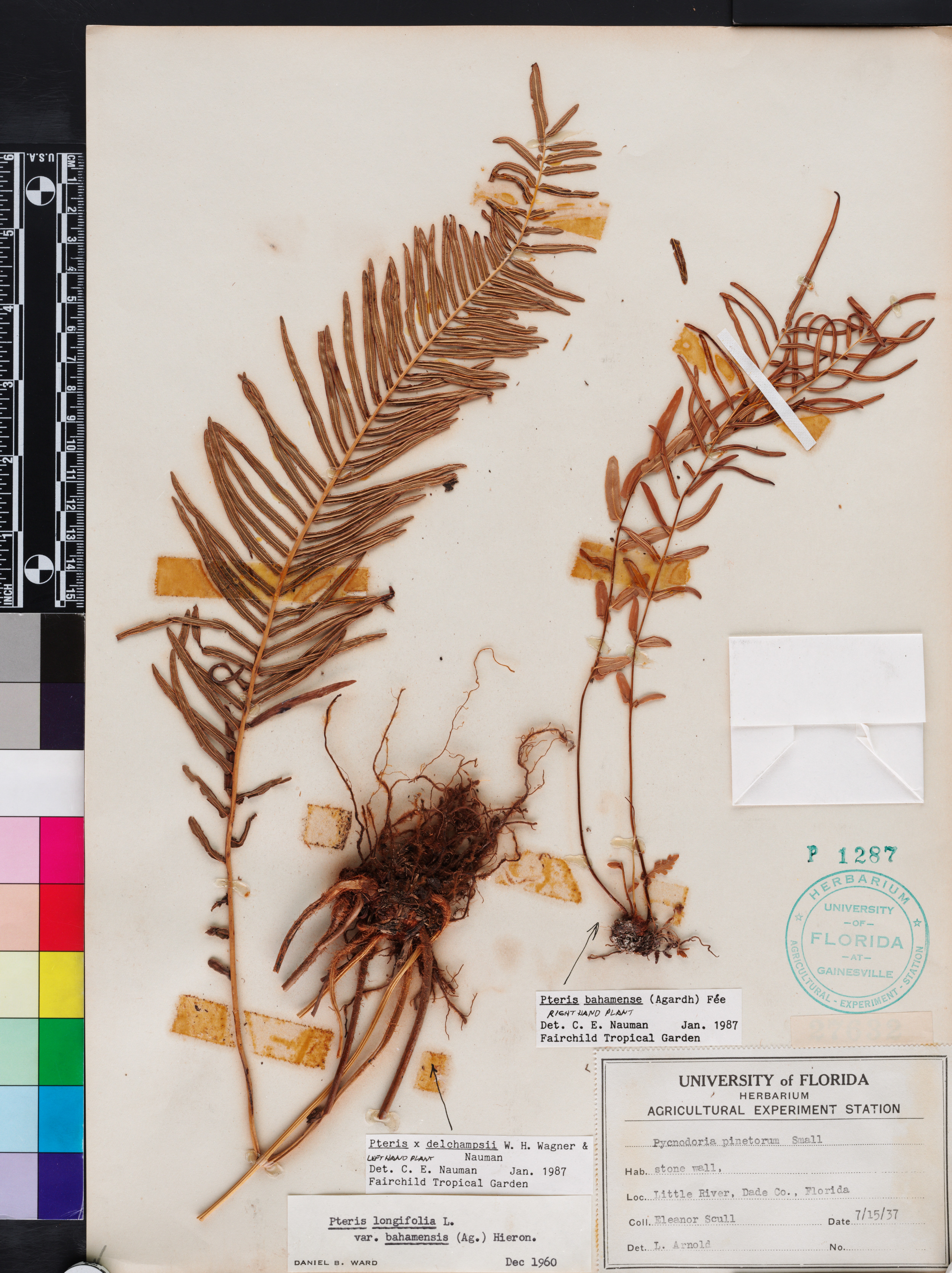 Pteris delchampsii image