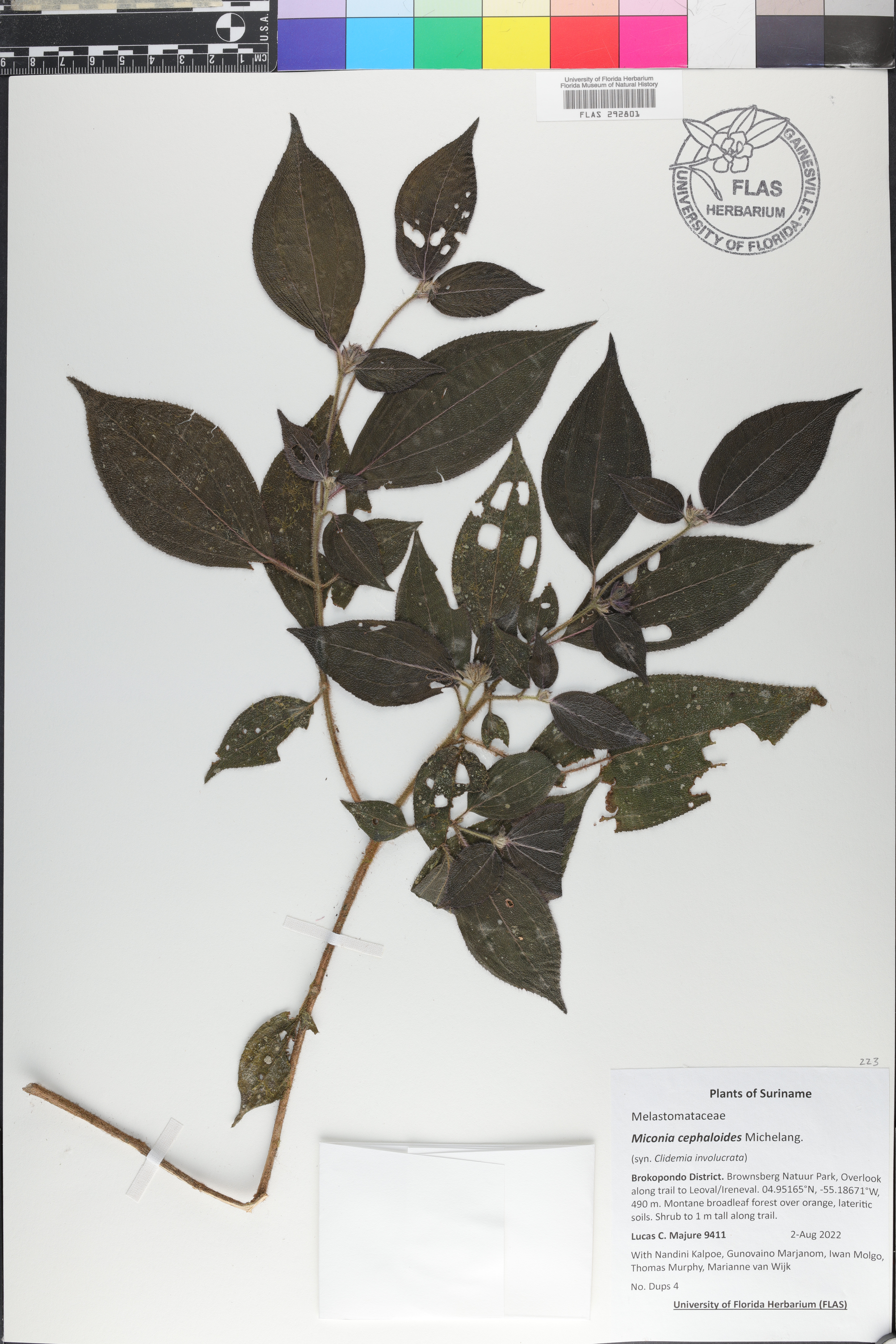 Miconia cephaloides image