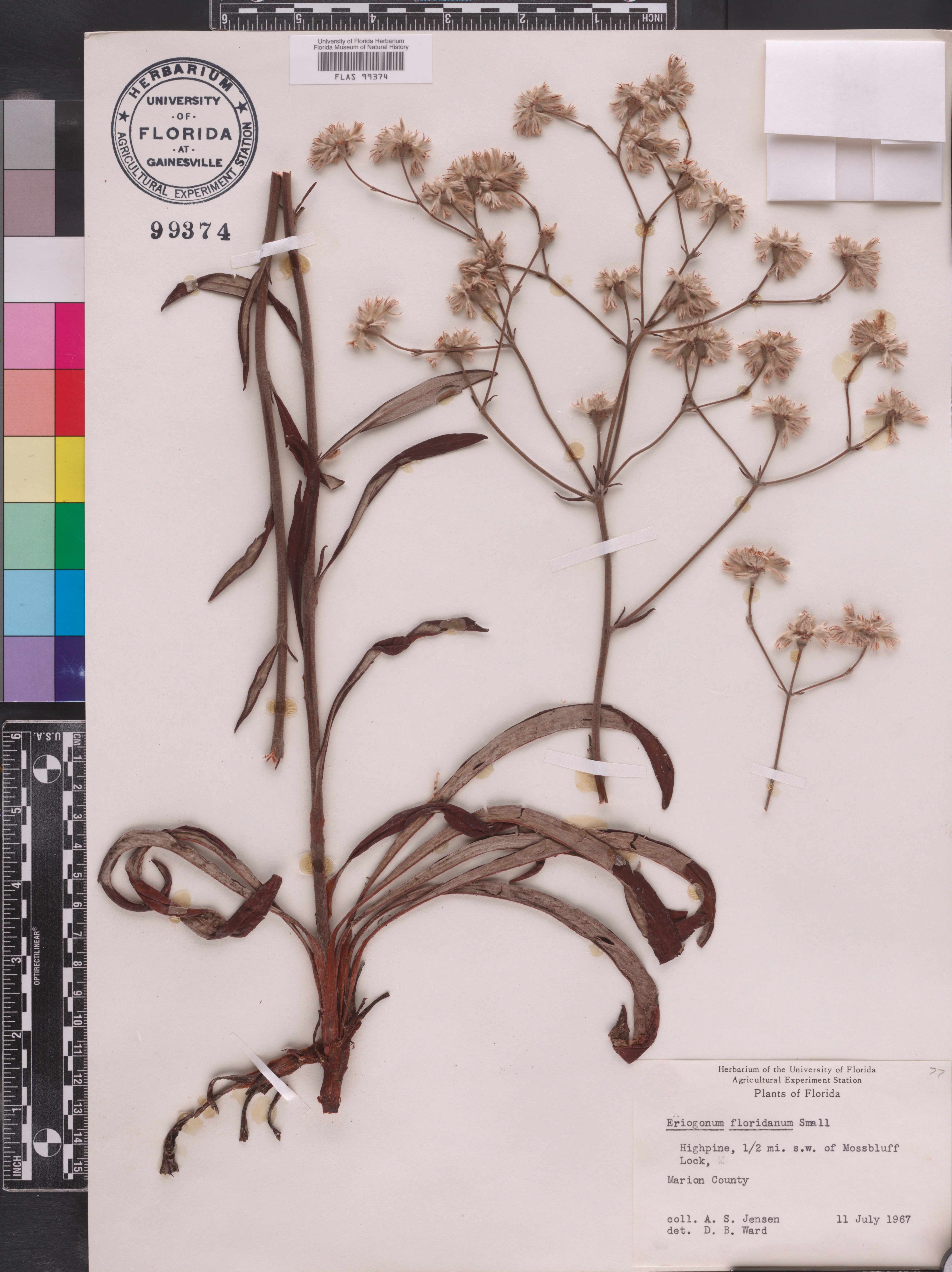 Eriogonum floridanum image