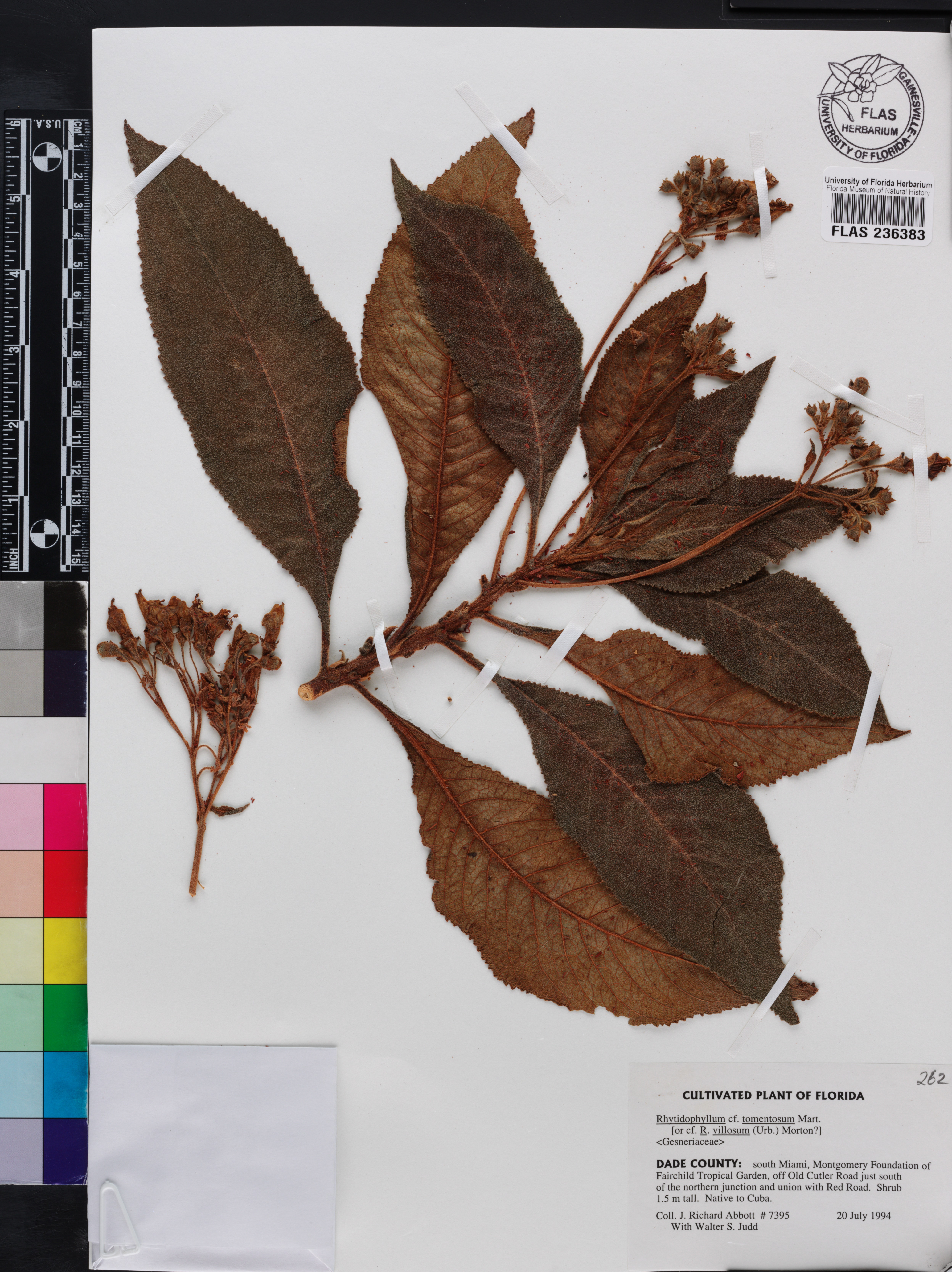 Rhytidophyllum exsertum image