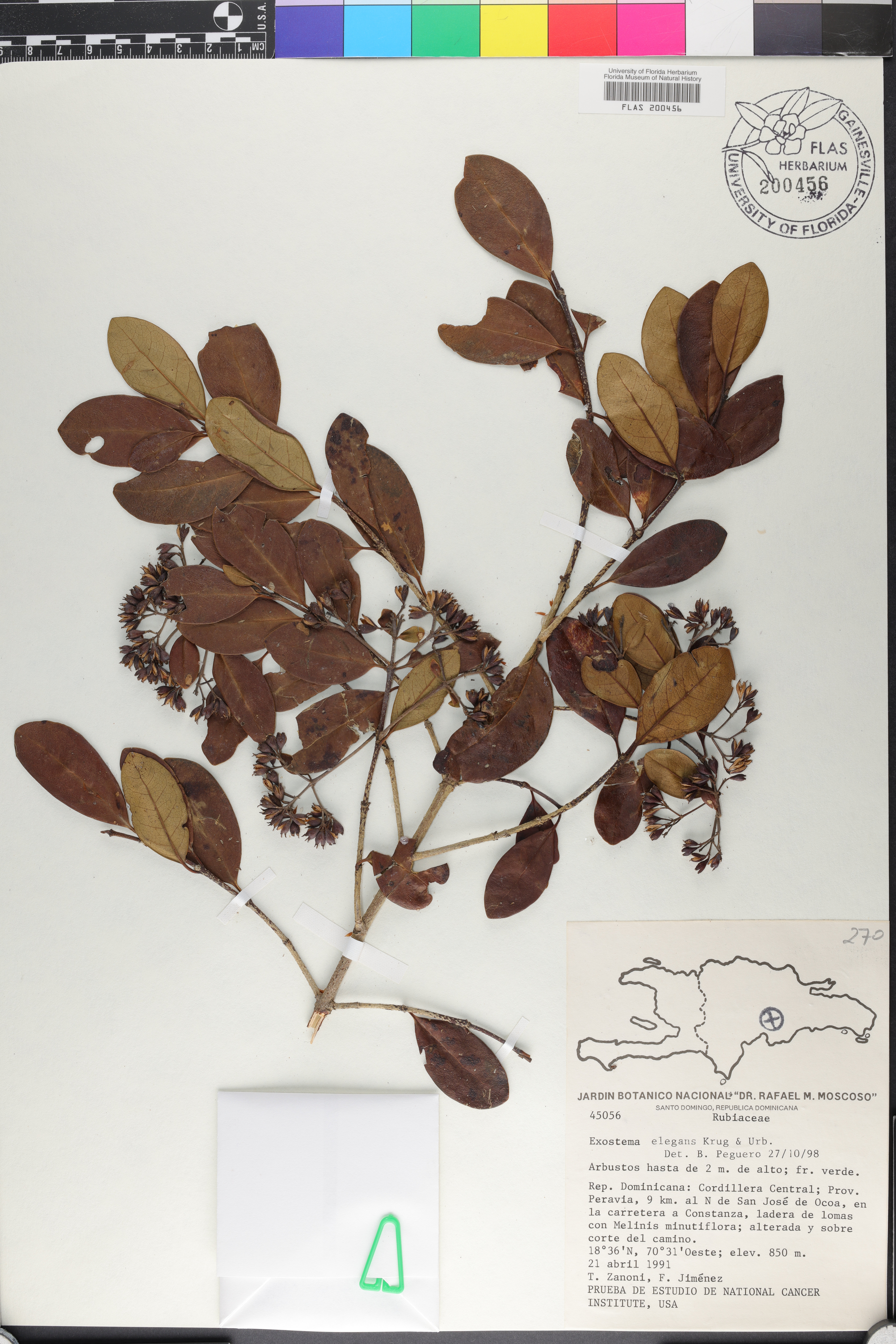Exostema parviflorum image