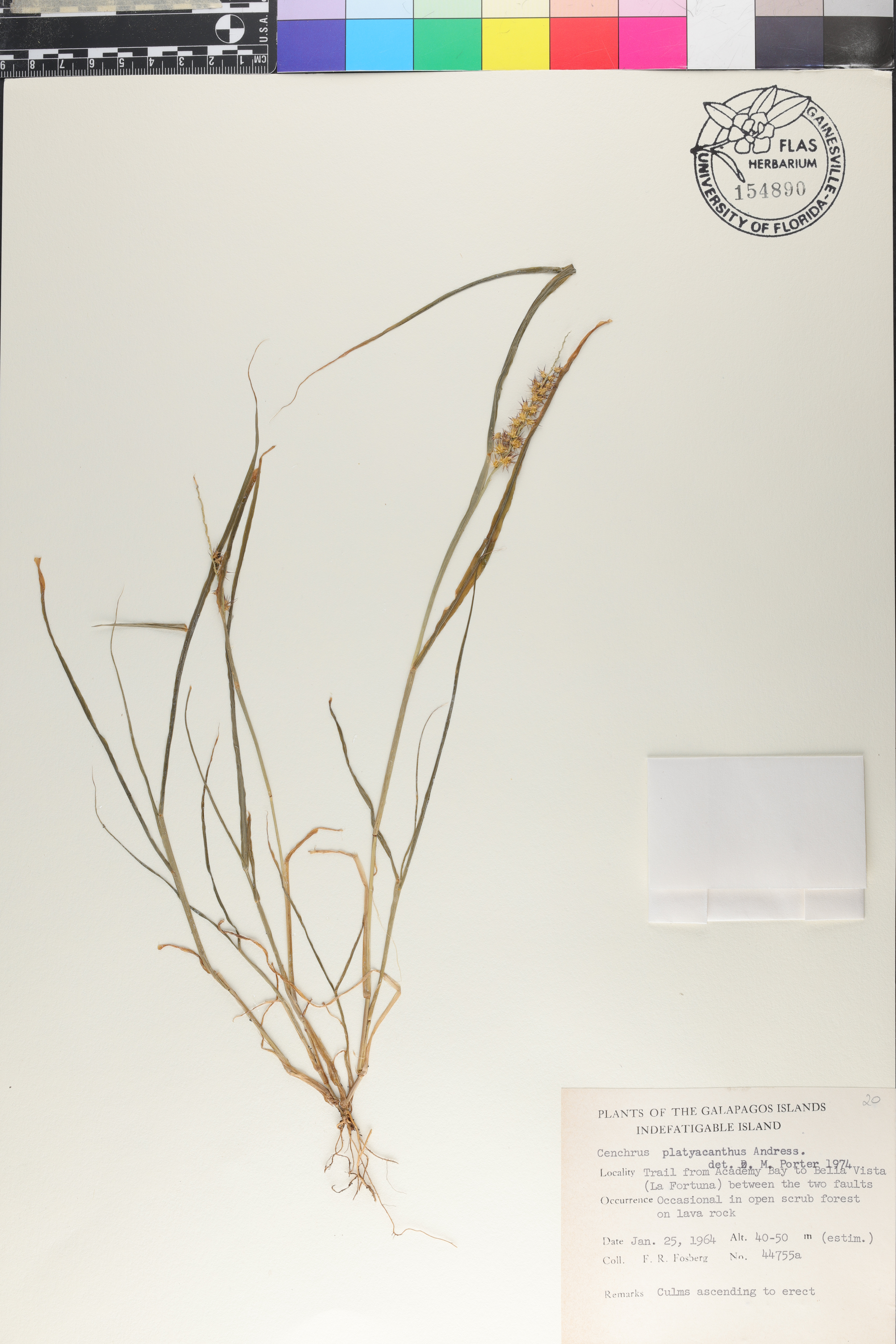 Cenchrus platyacanthus image