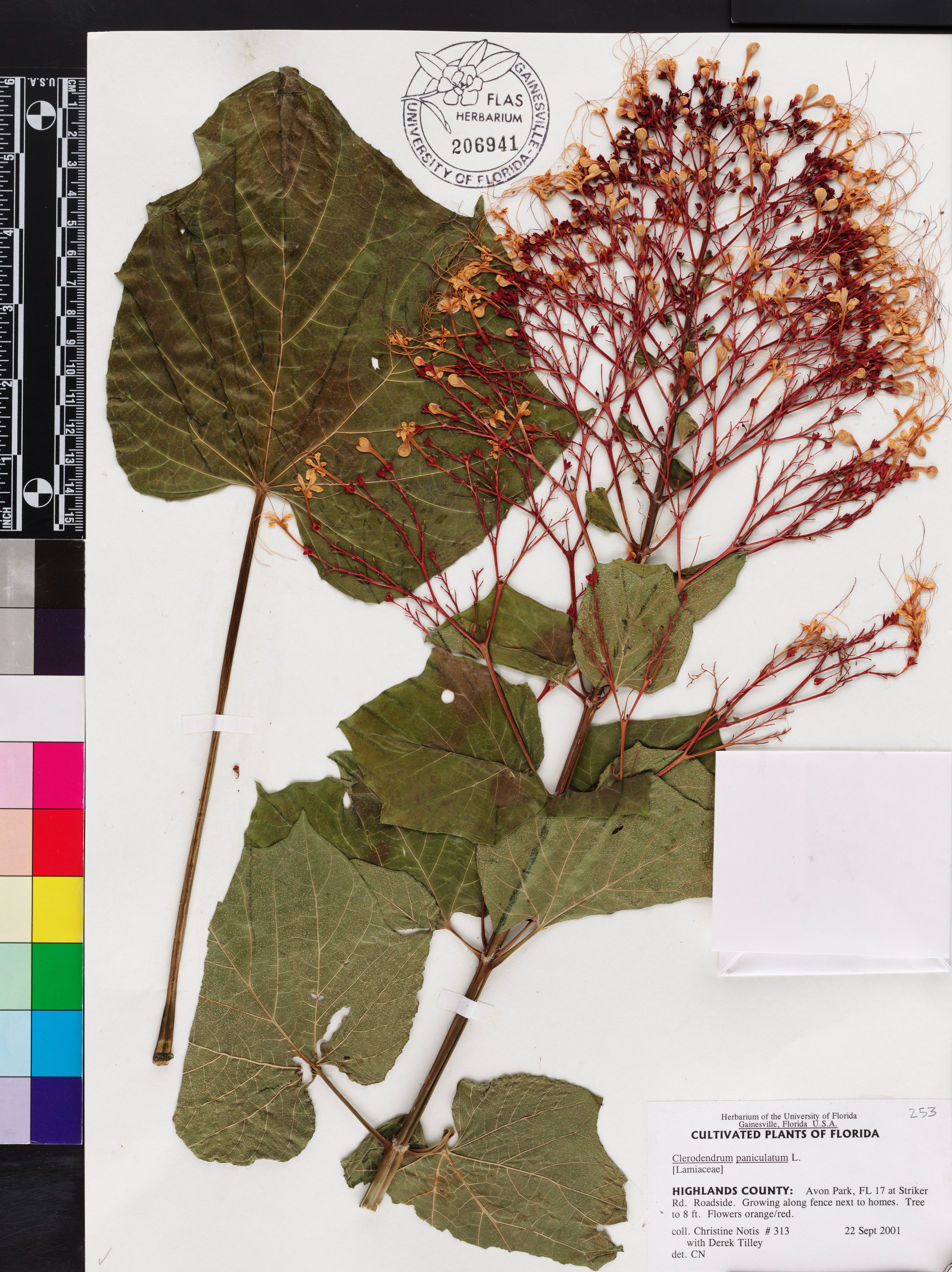 Clerodendrum paniculatum image