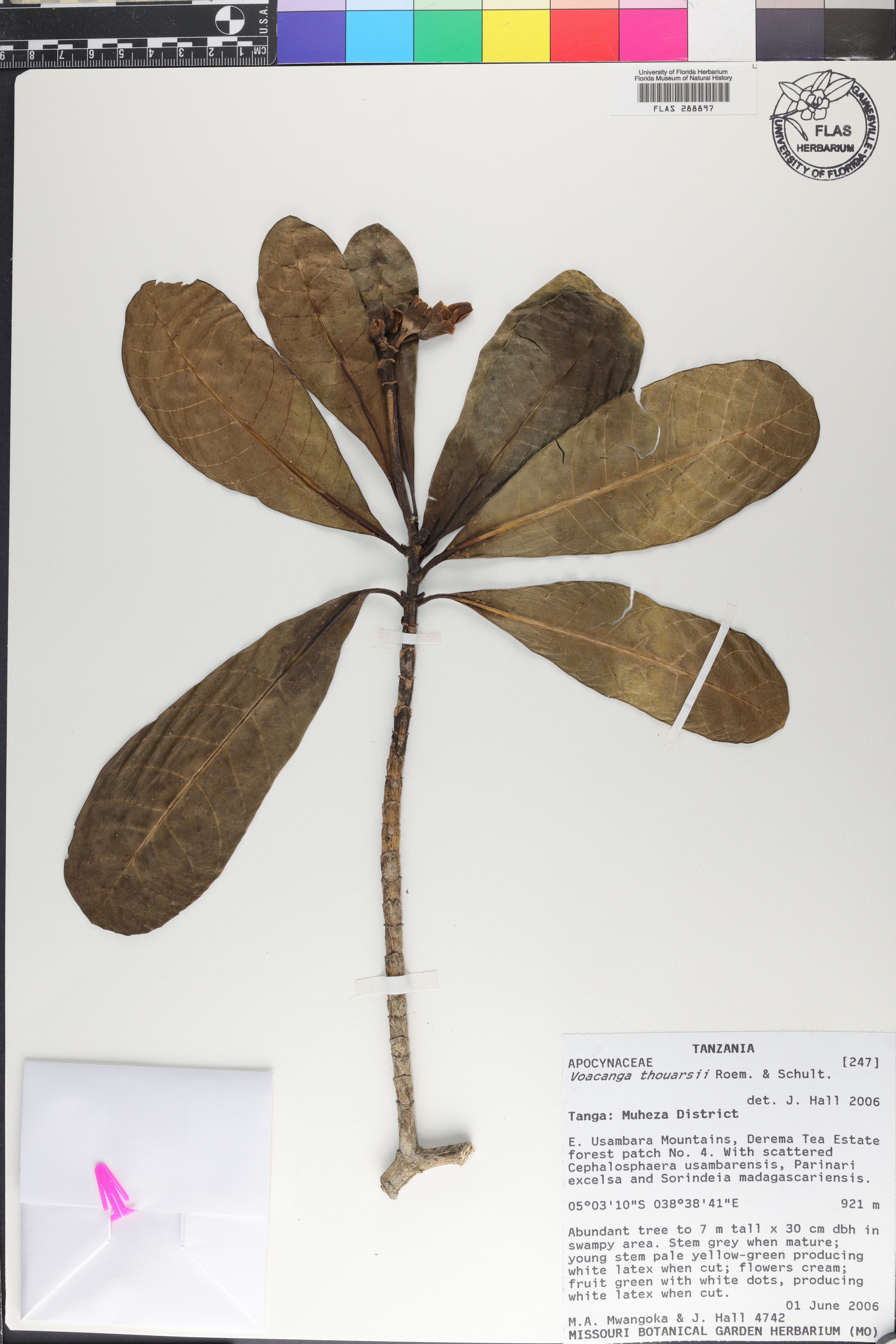 Voacanga thouarsii image