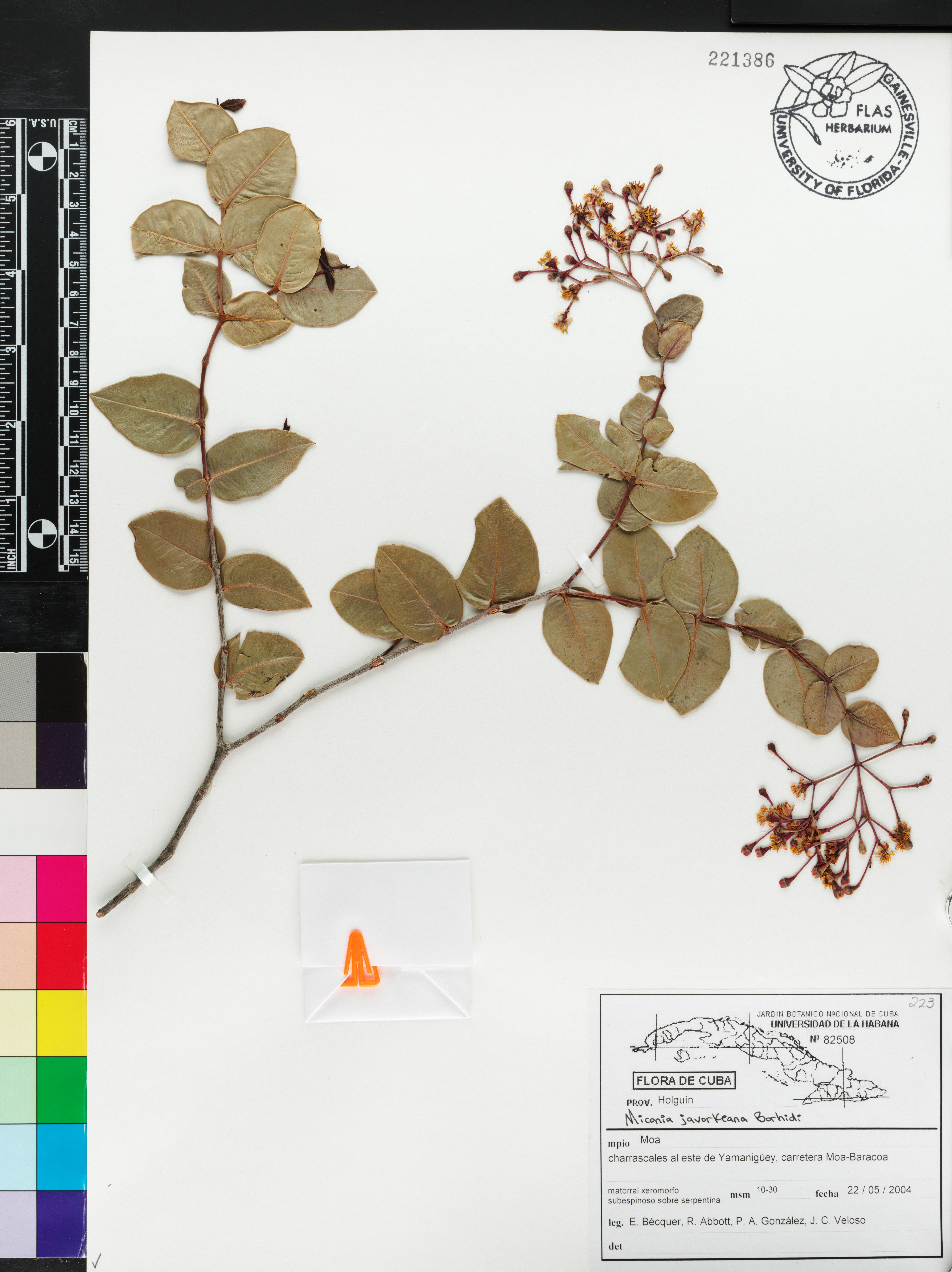 Miconia javorkaeana image