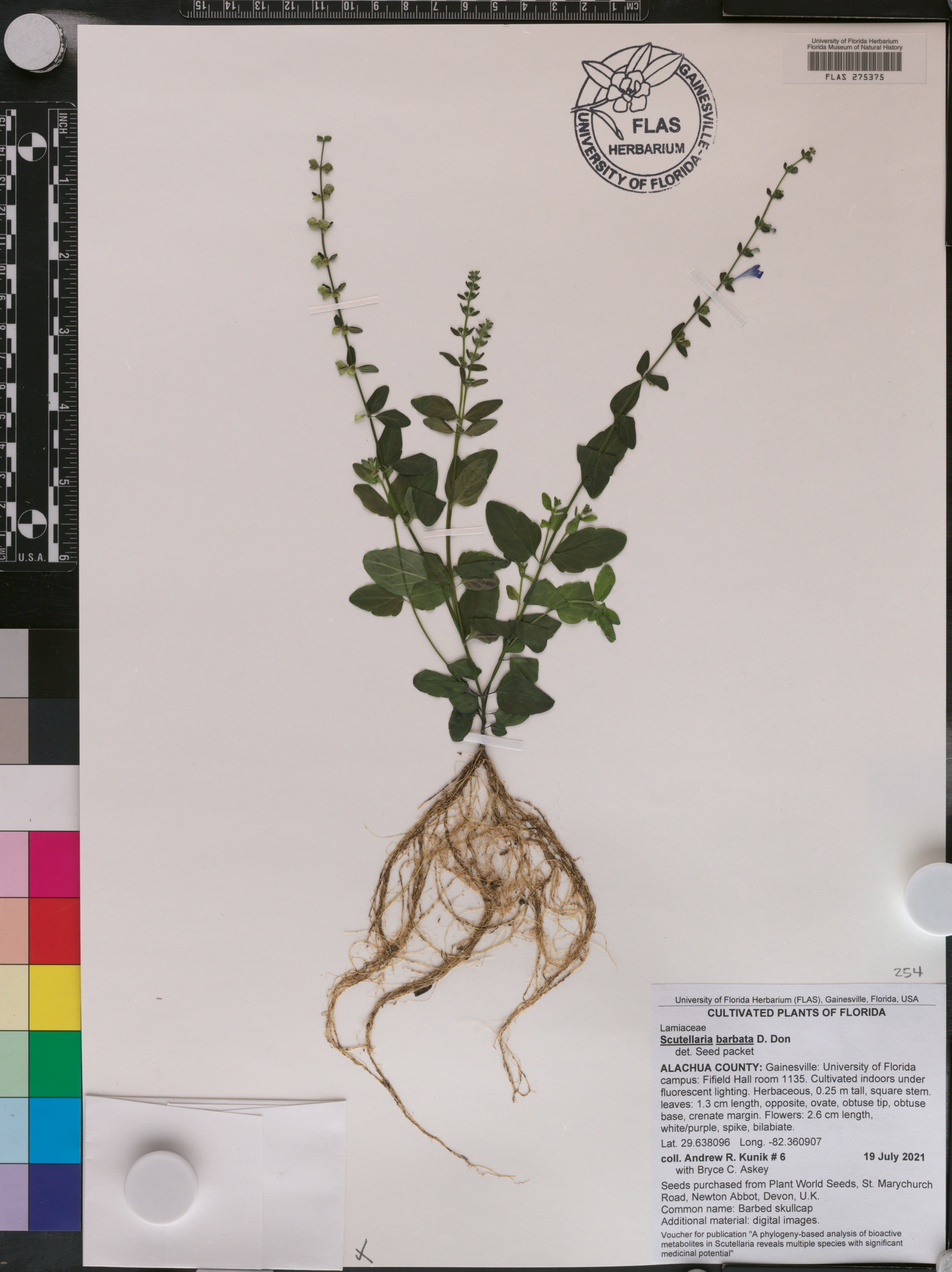 Scutellaria barbata image