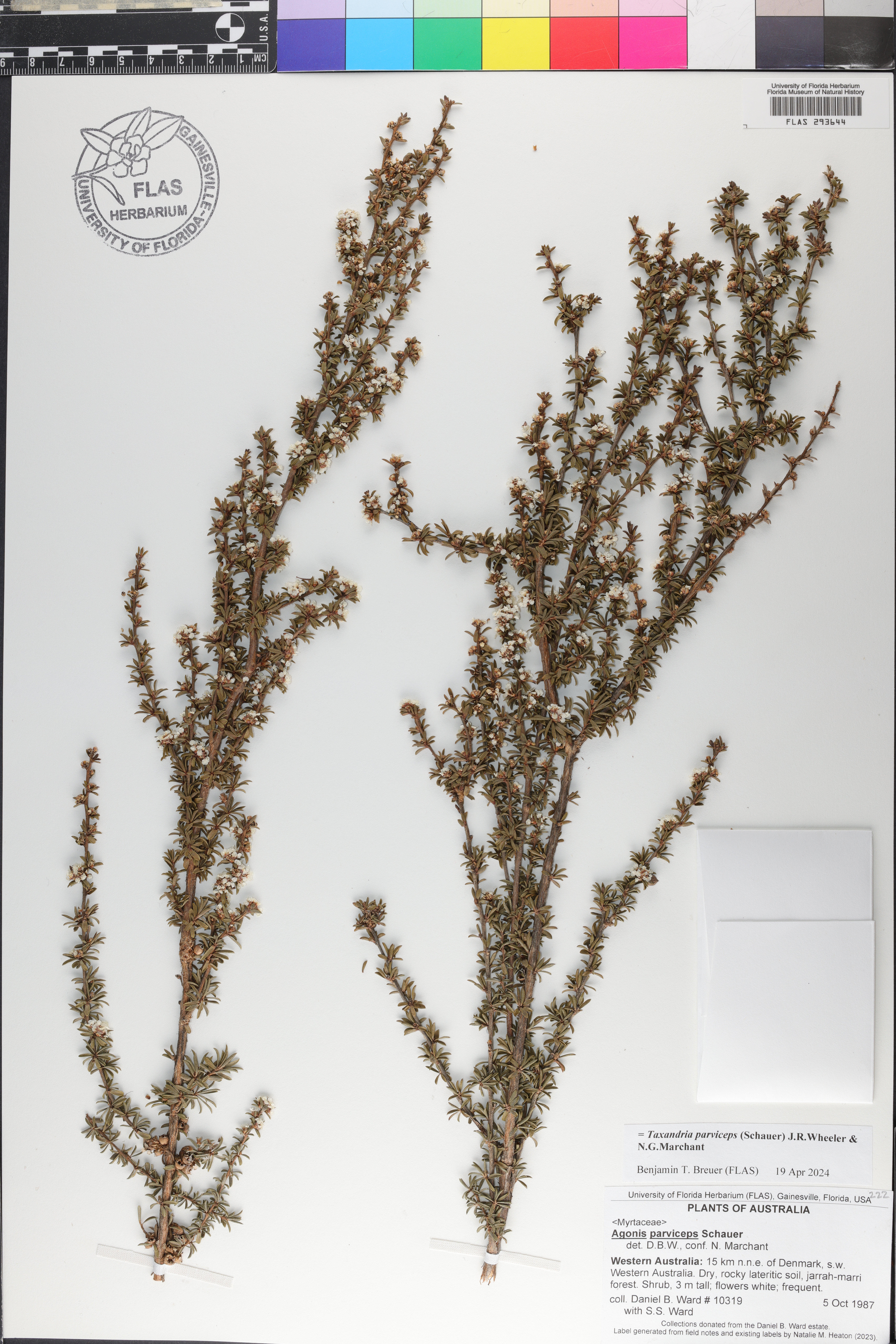 Taxandria parviceps image
