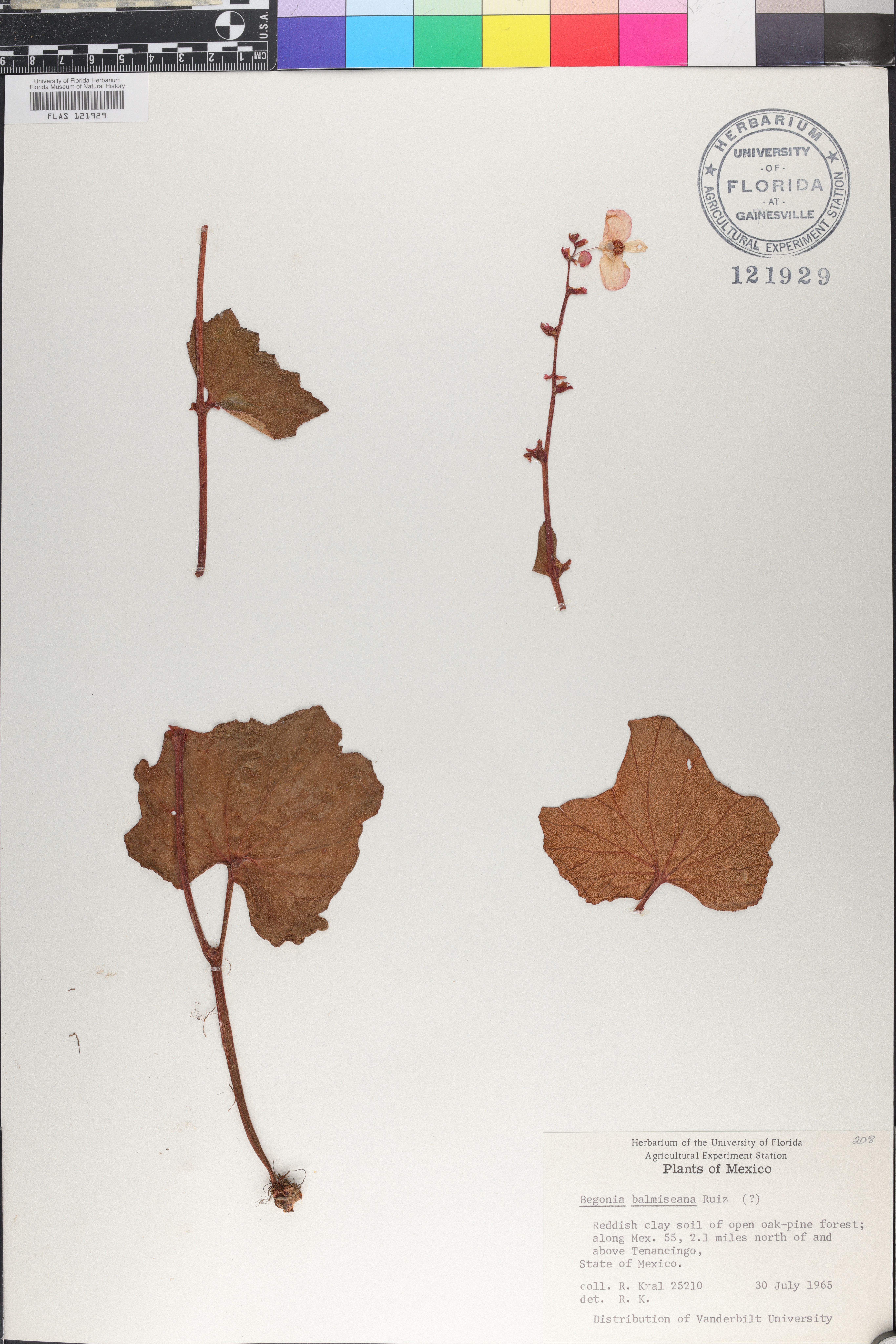 Begonia balmisiana image