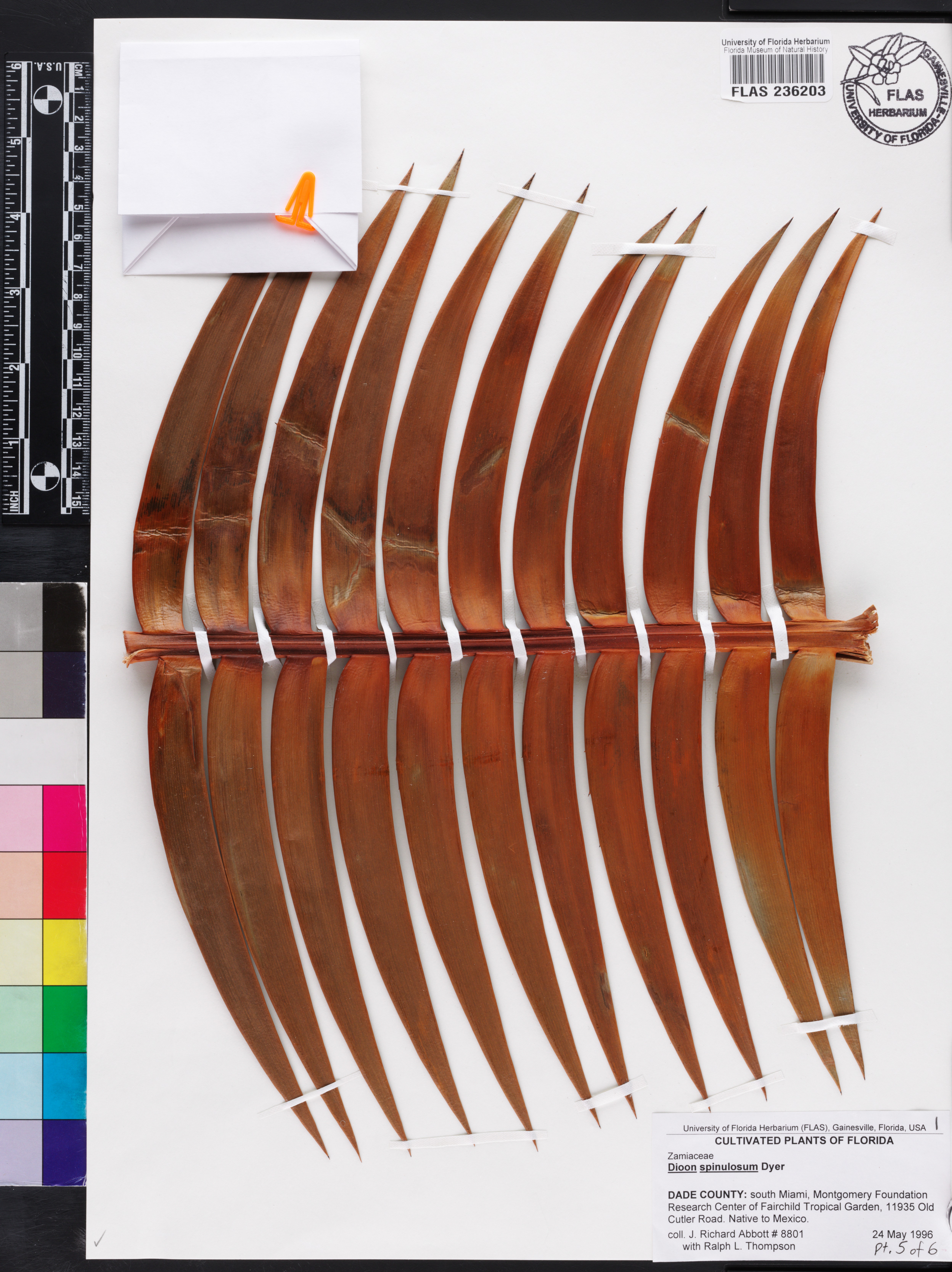 Dioon spinulosum image