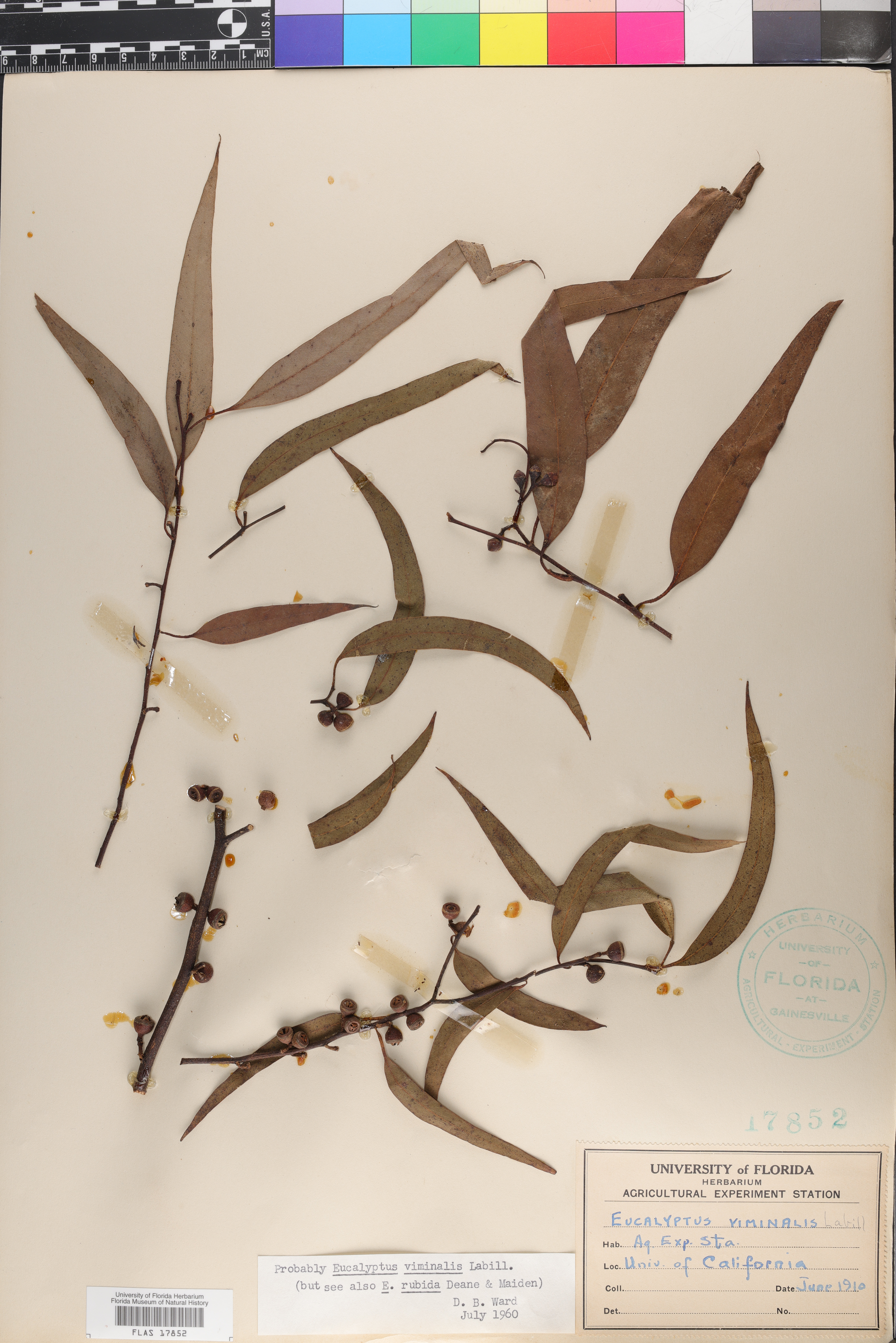 Eucalyptus viminalis image