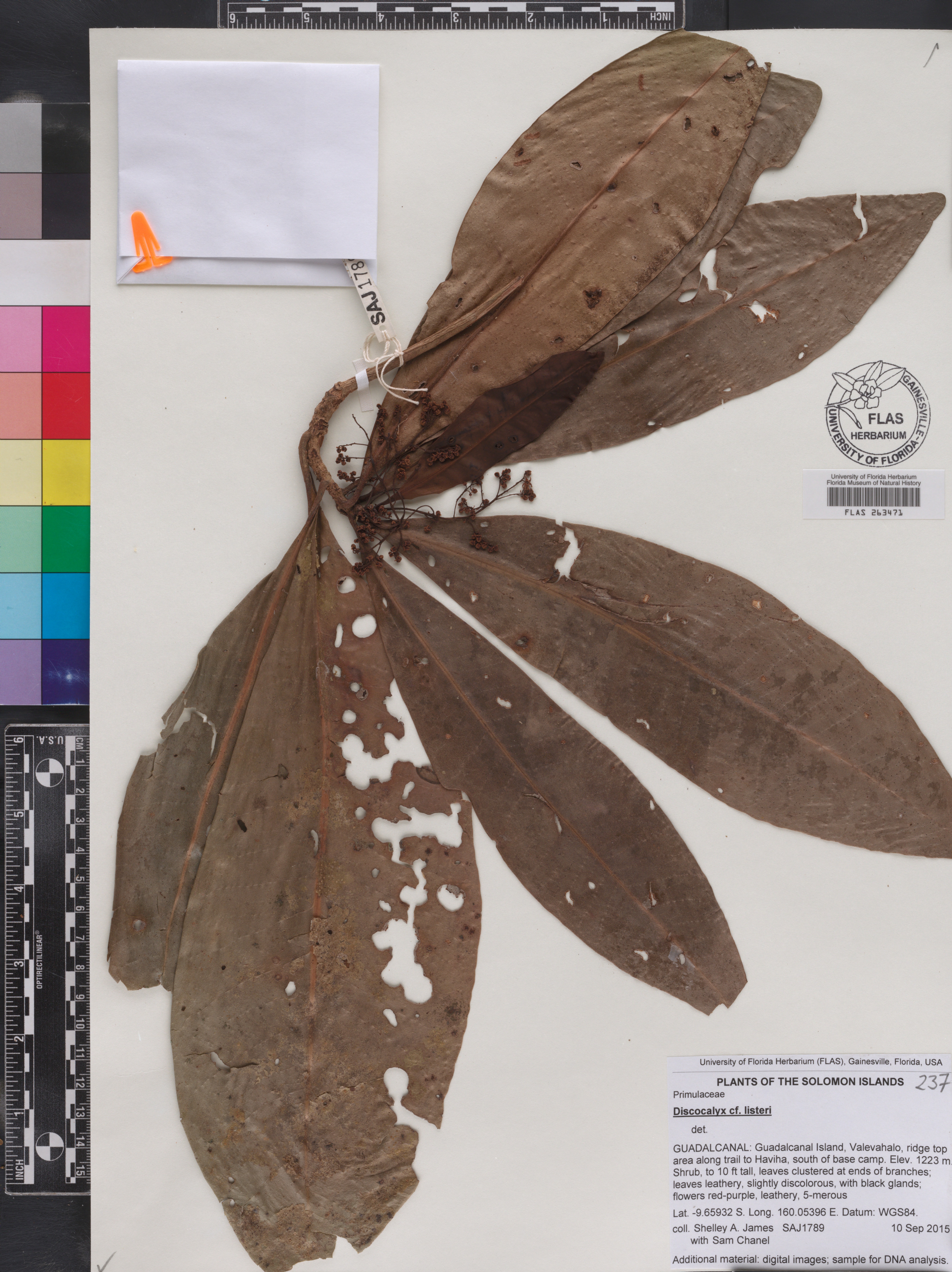 Discocalyx listeri image