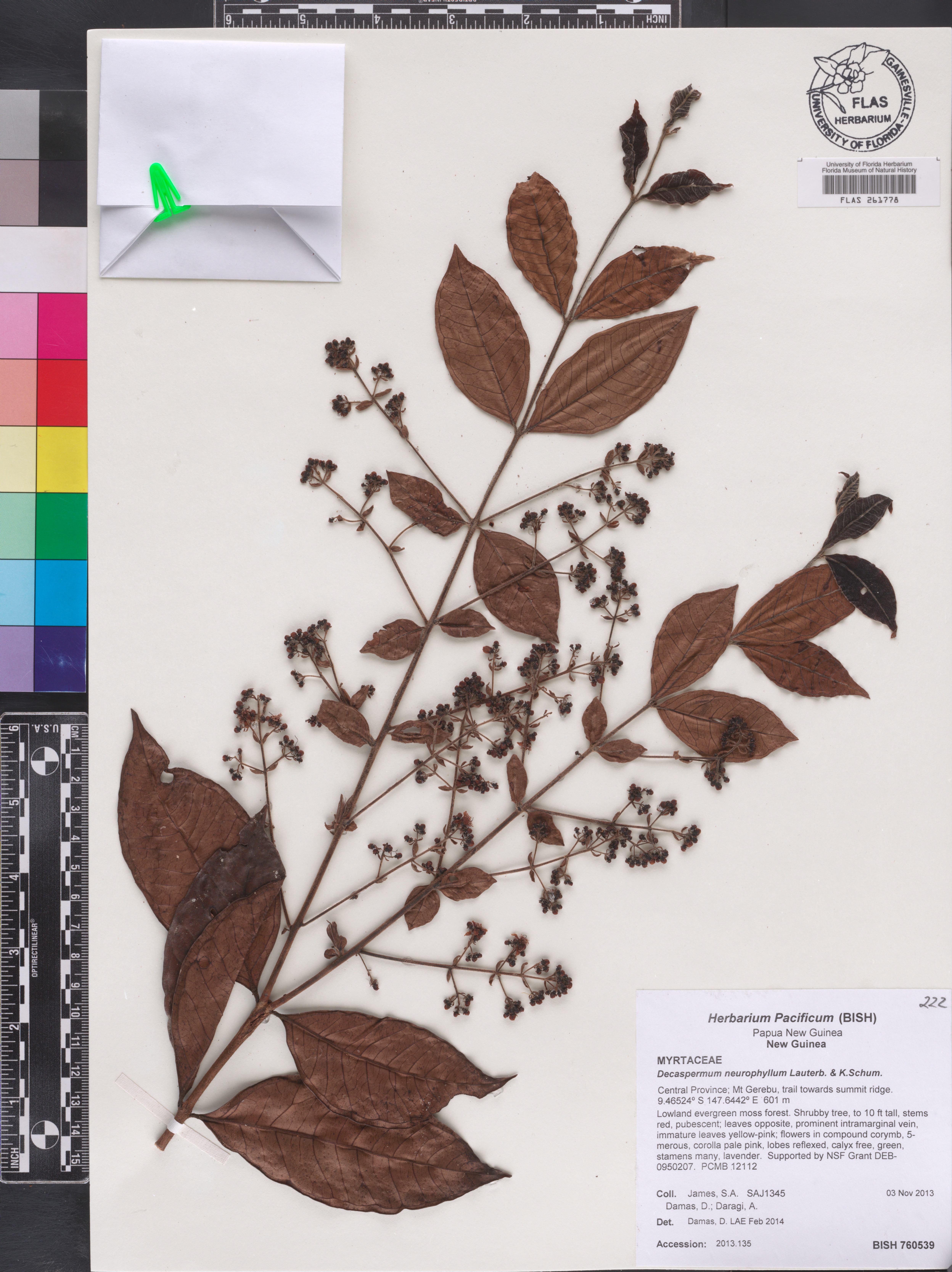 Decaspermum neurophyllum image