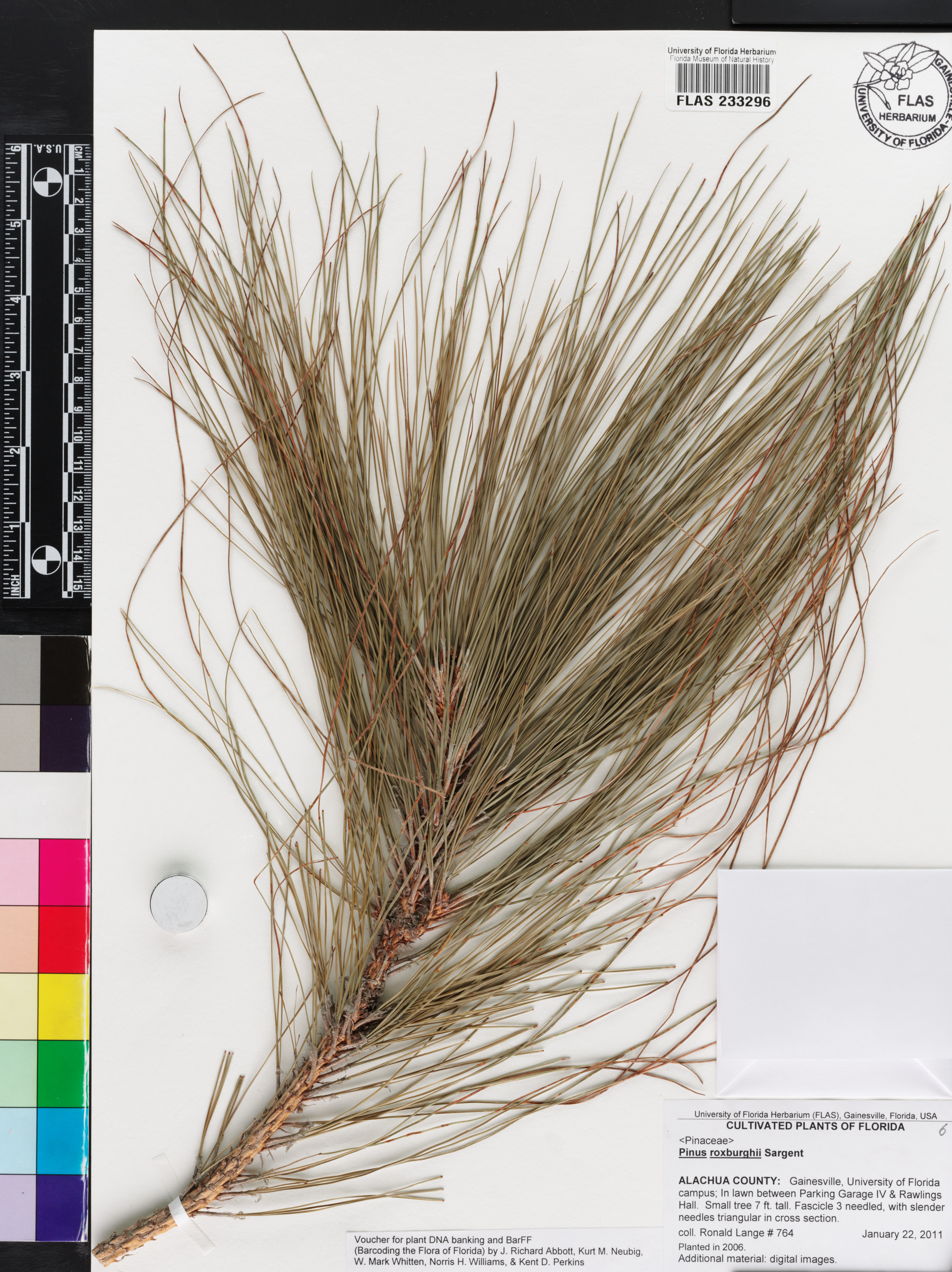 Pinus roxburghii image