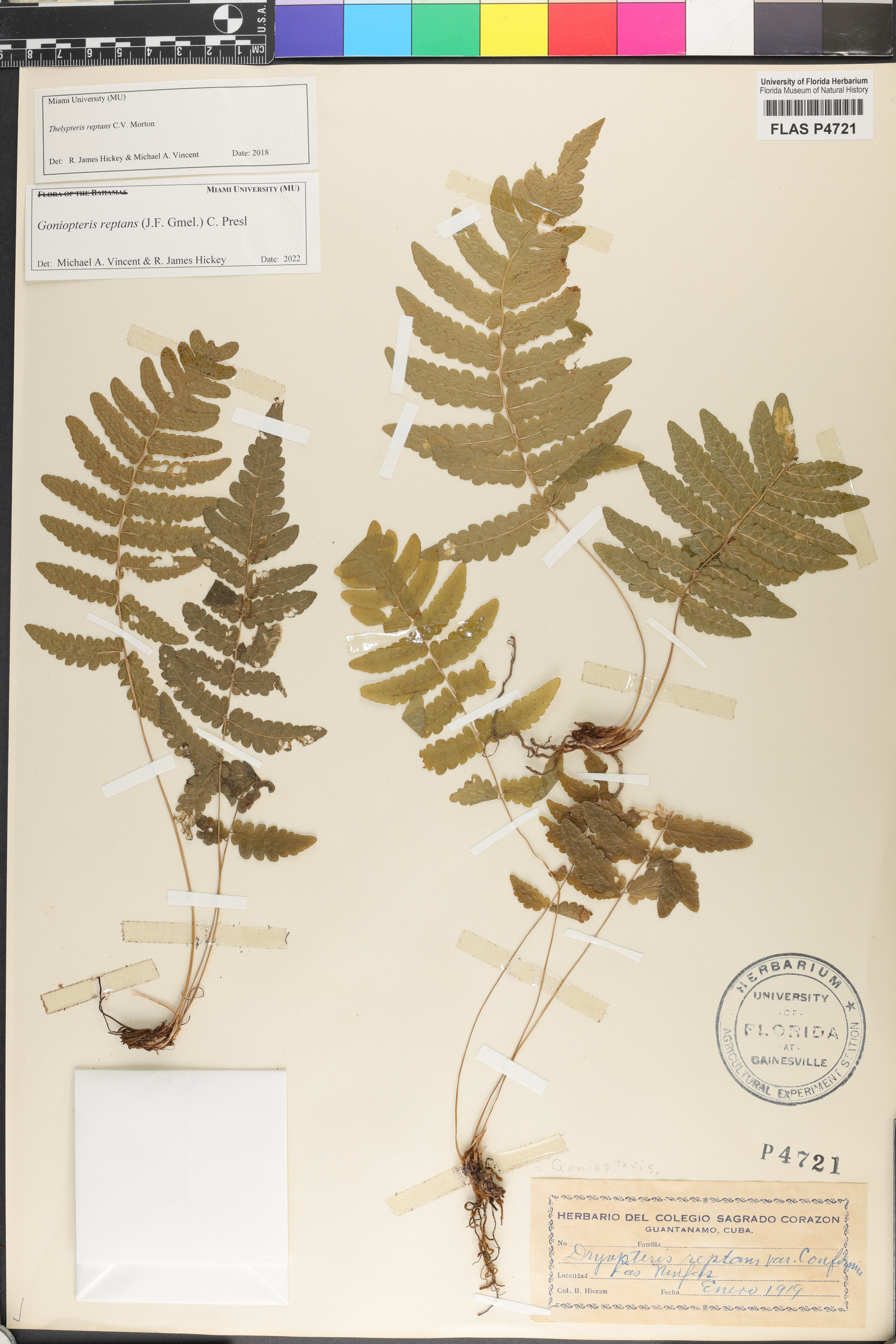 Goniopteris reptans image