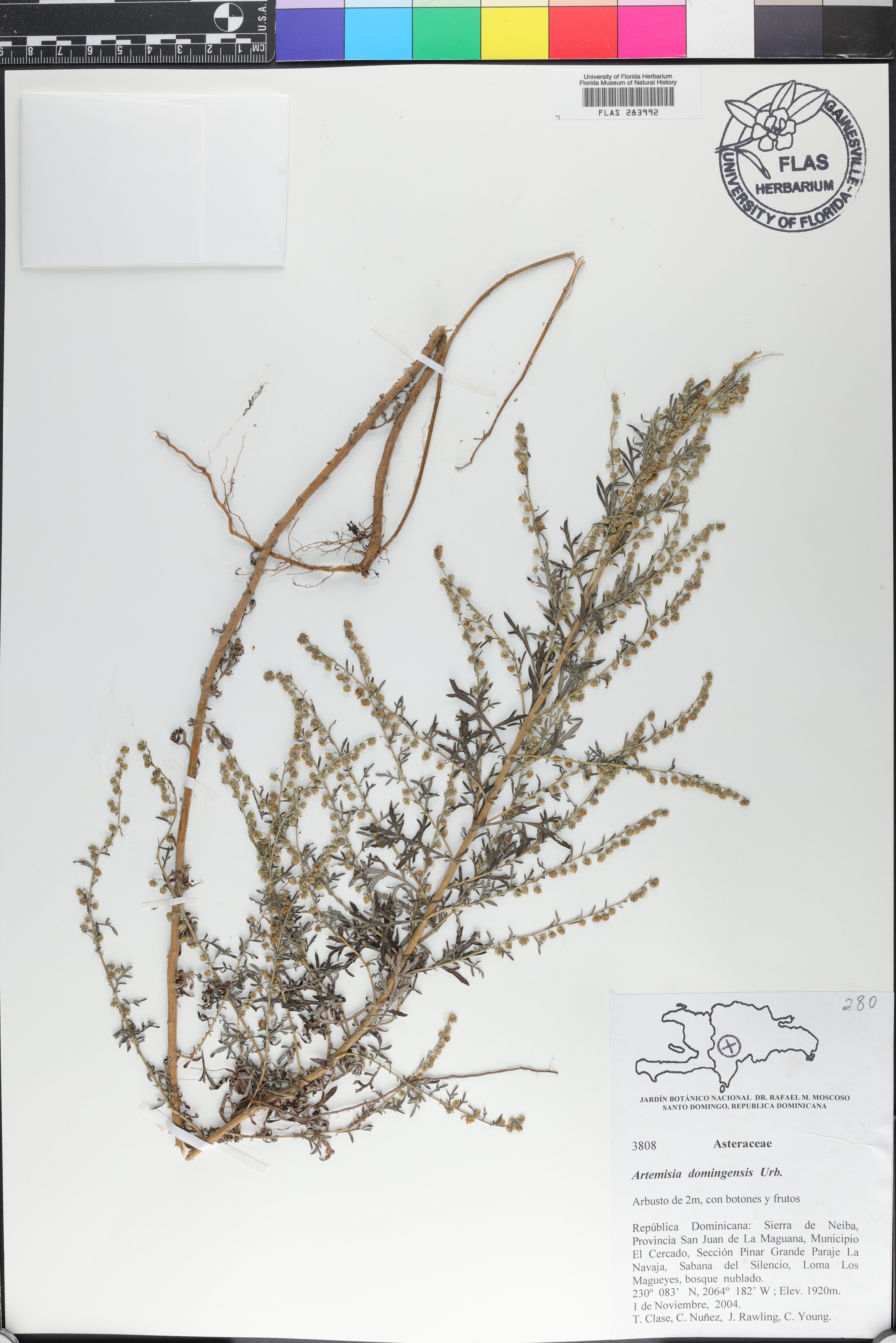 Artemisia domingensis image