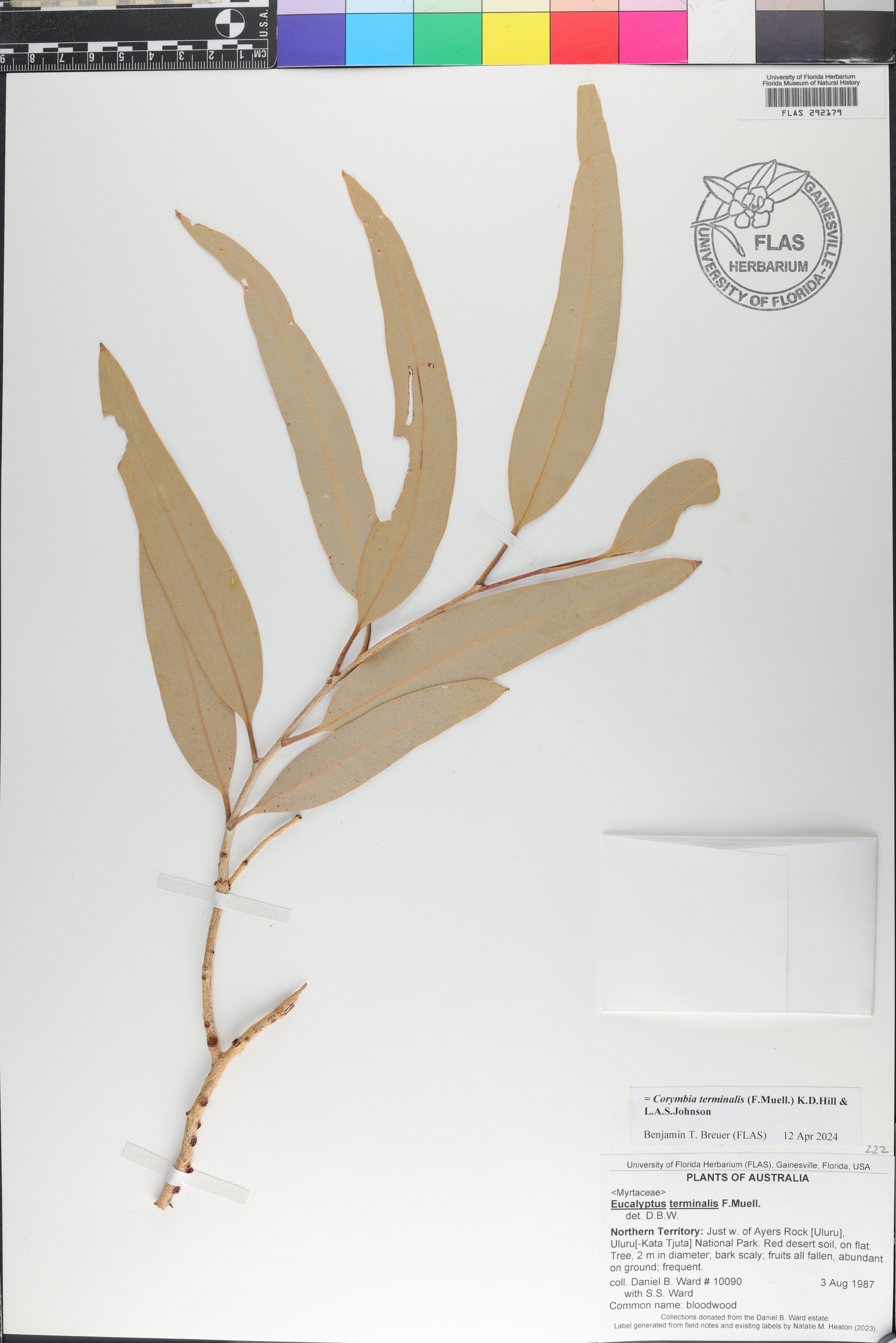 Corymbia terminalis image