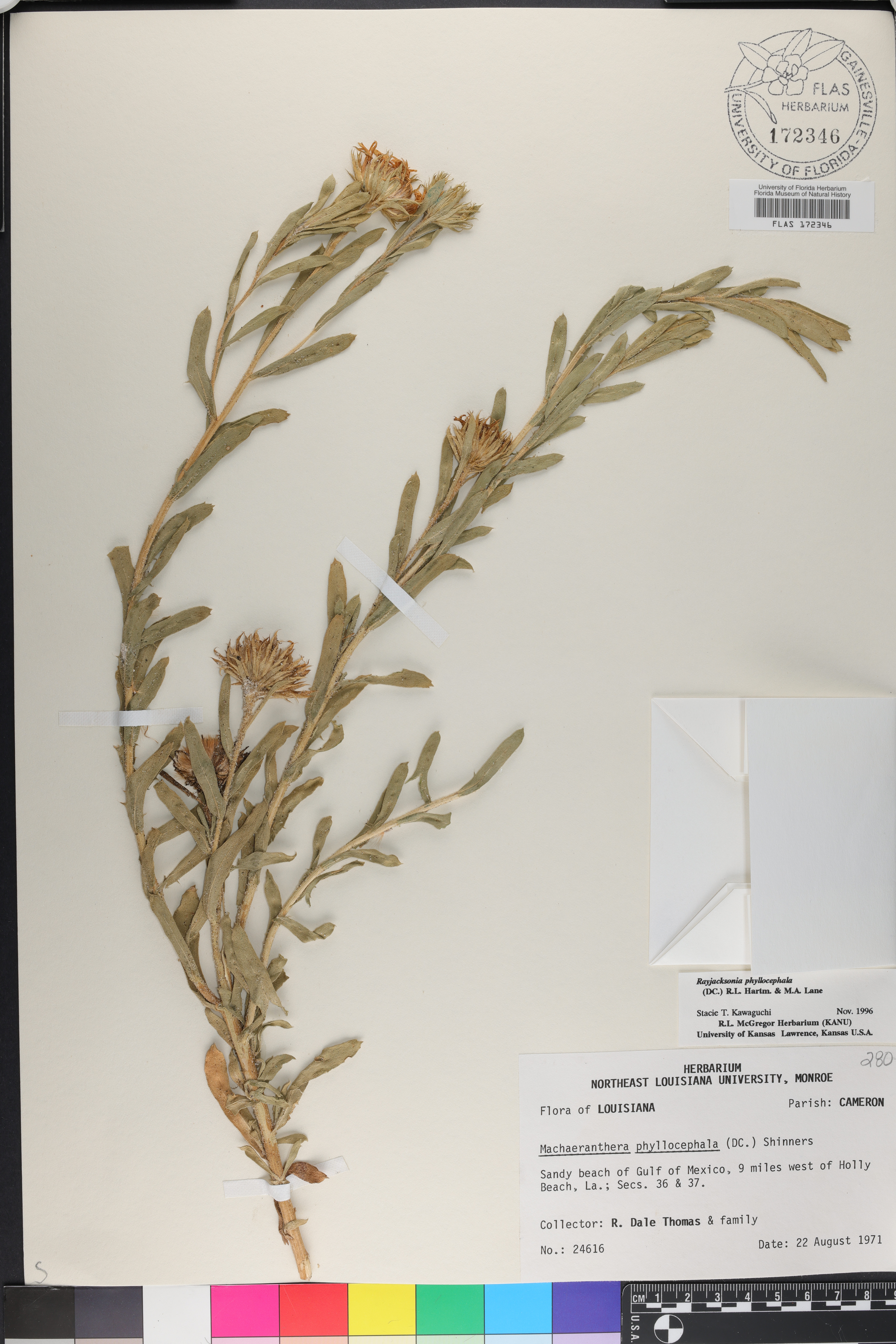 Rayjacksonia phyllocephala image