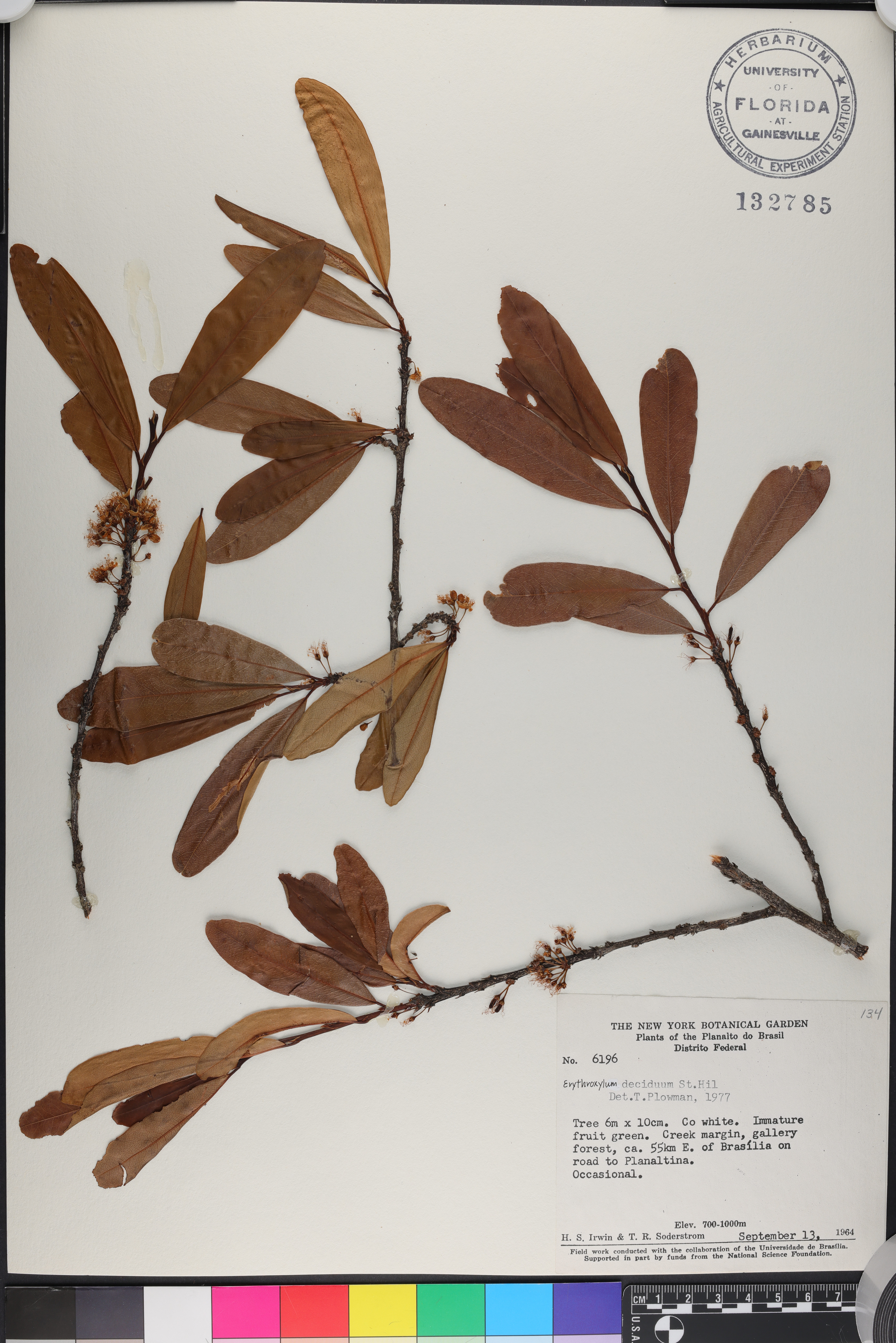 Erythroxylum deciduum image