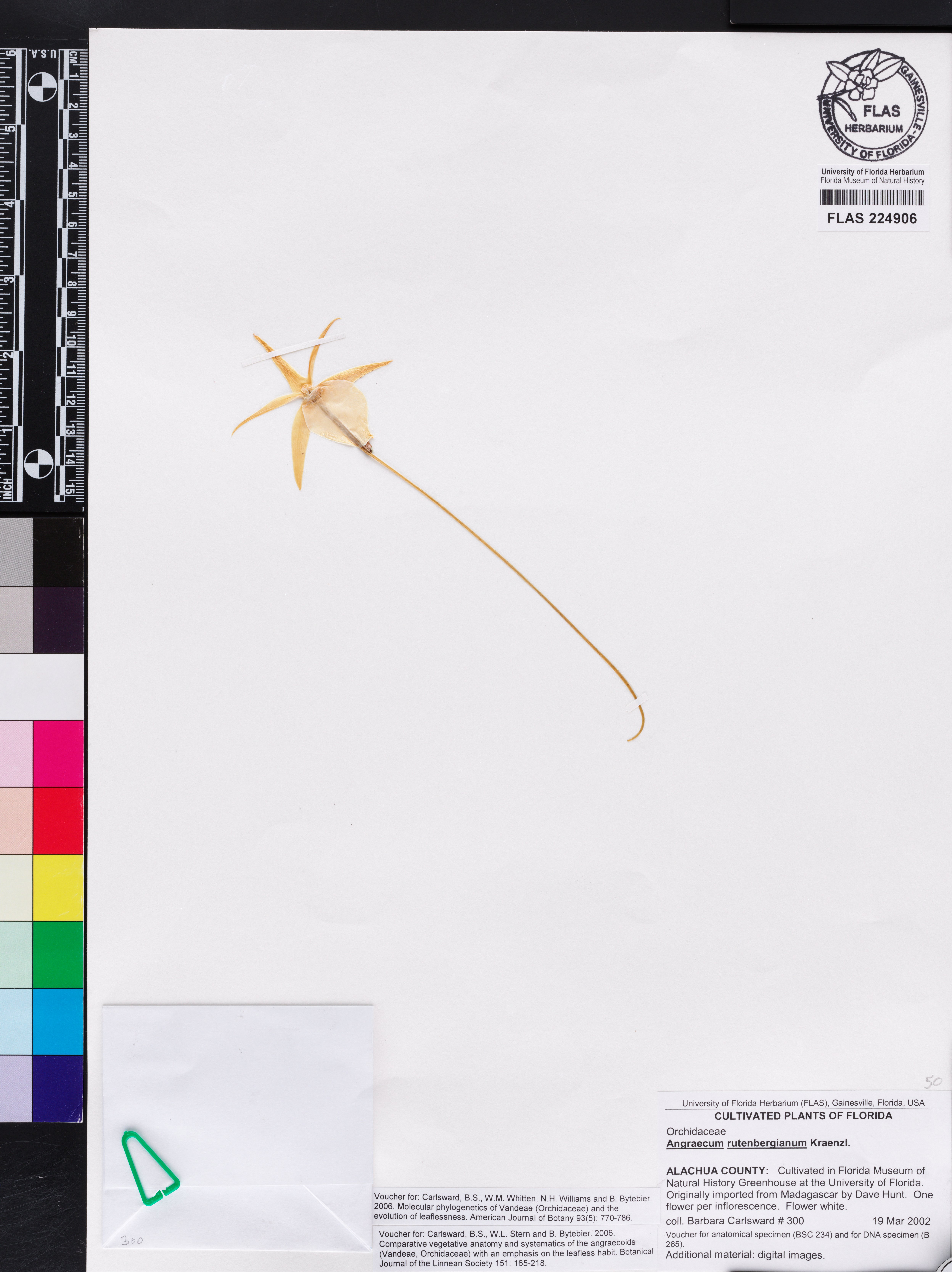 Angraecum rutenbergianum thumbnail
