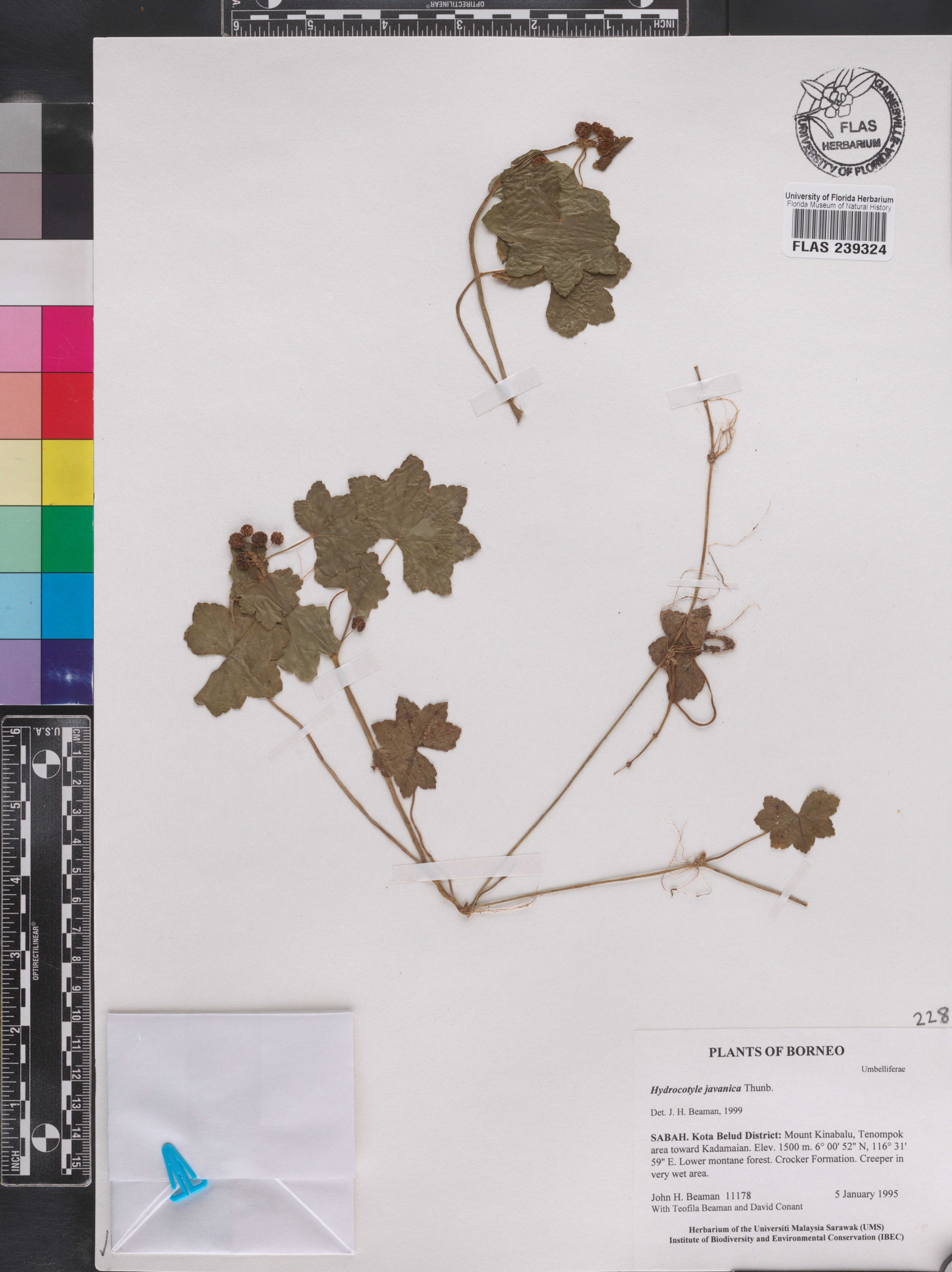 Hydrocotyle javanica image