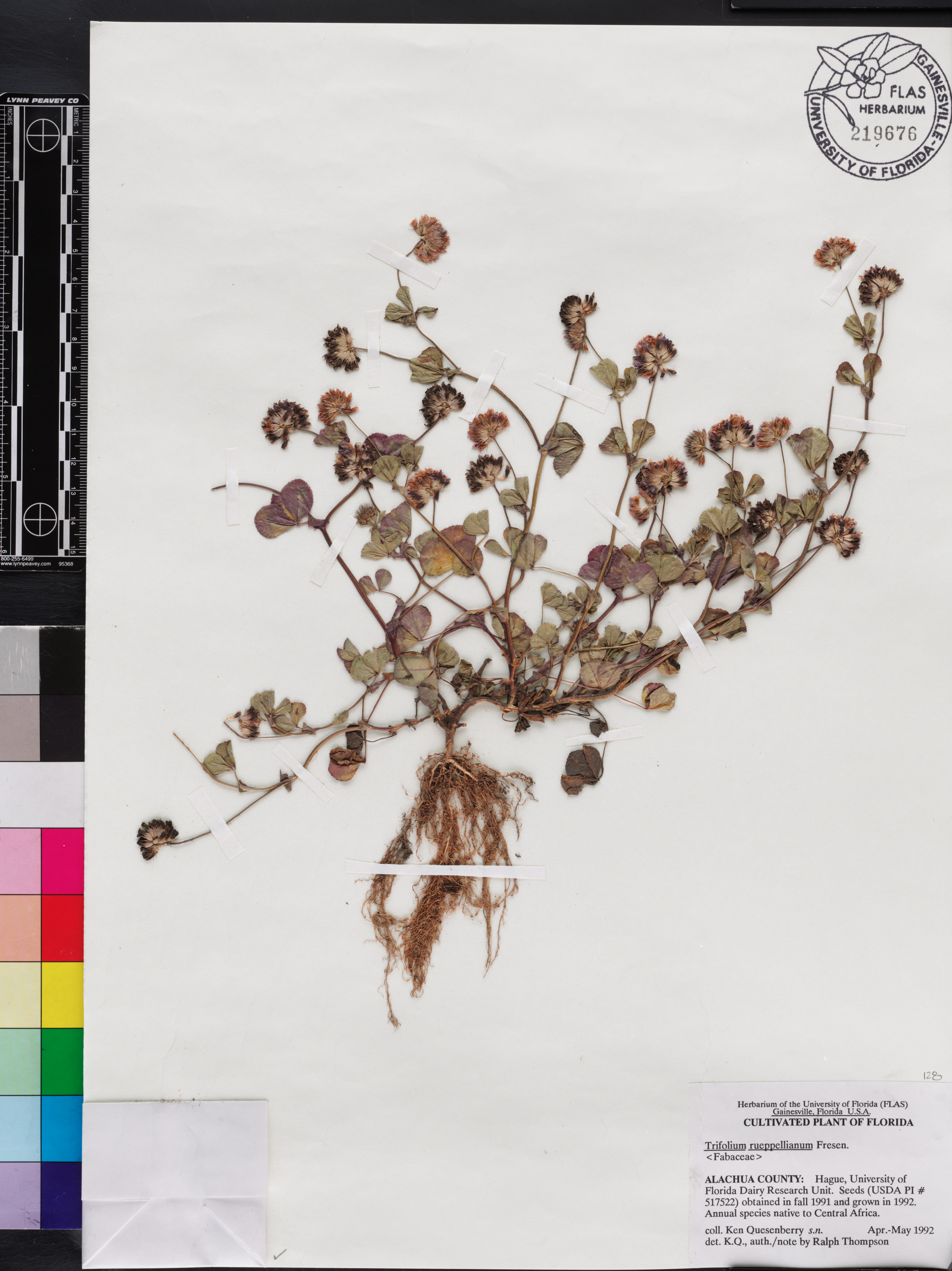 Trifolium rueppellianum image