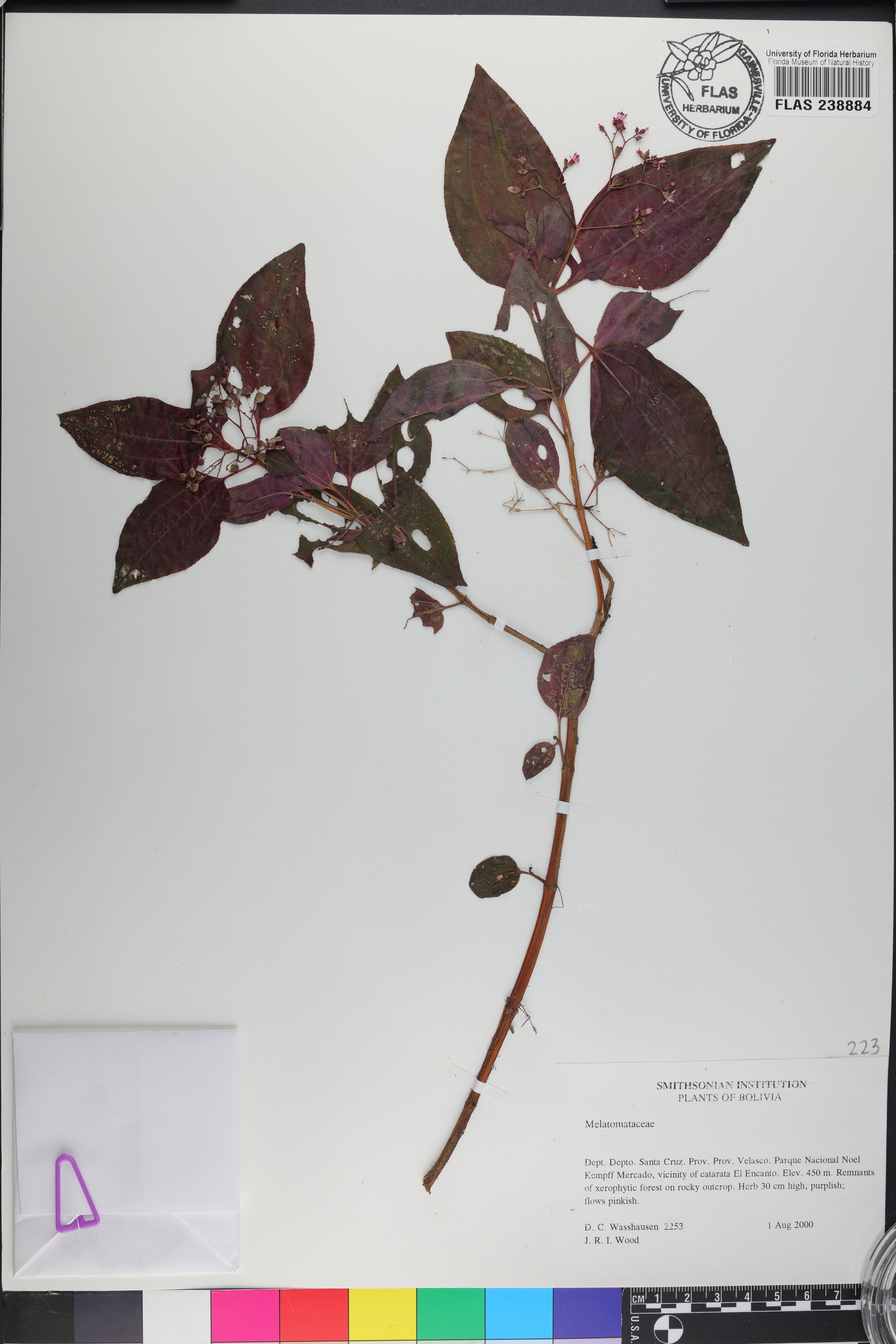 Aciotis purpurascens image