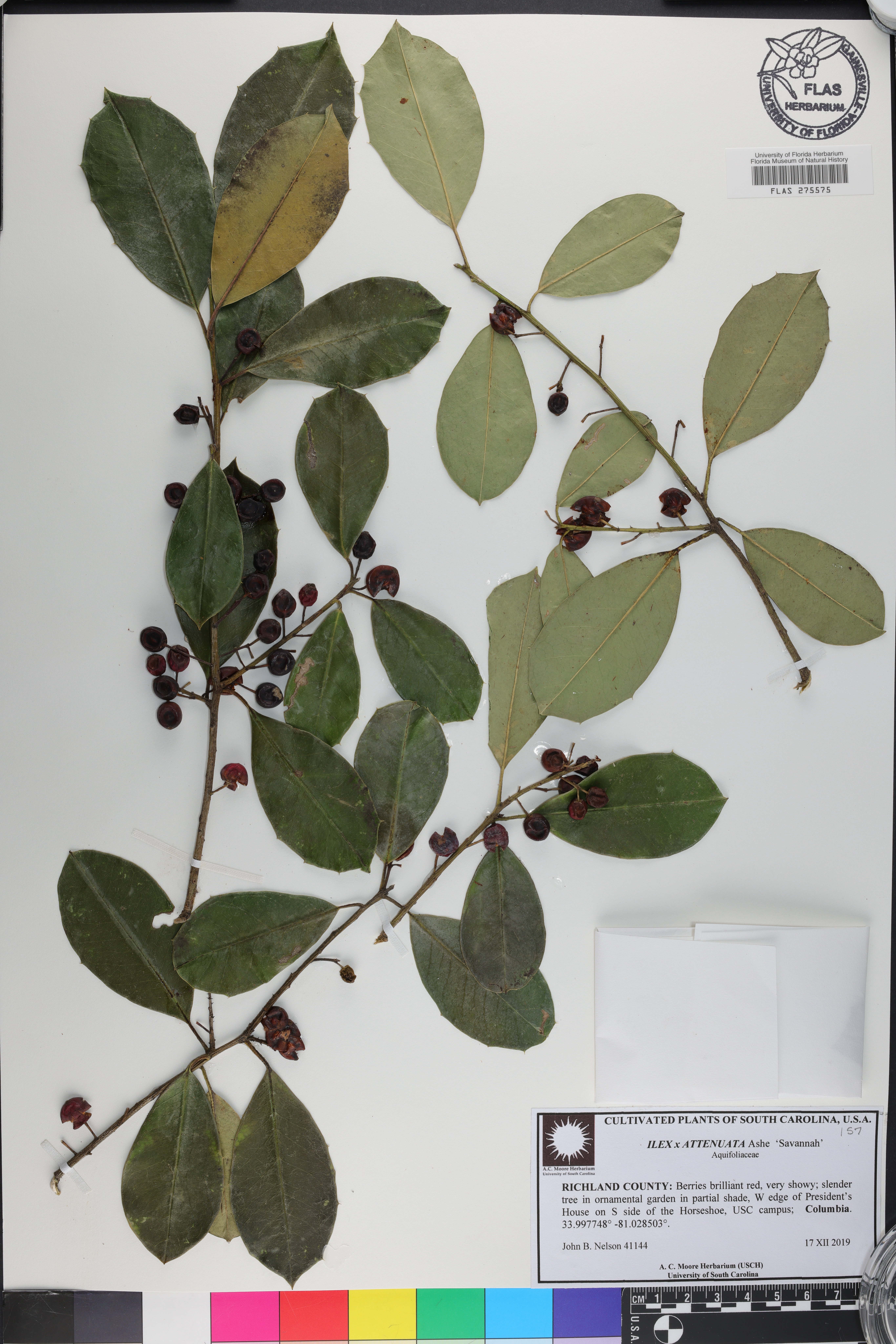 Ilex pseudoumbelliformis image