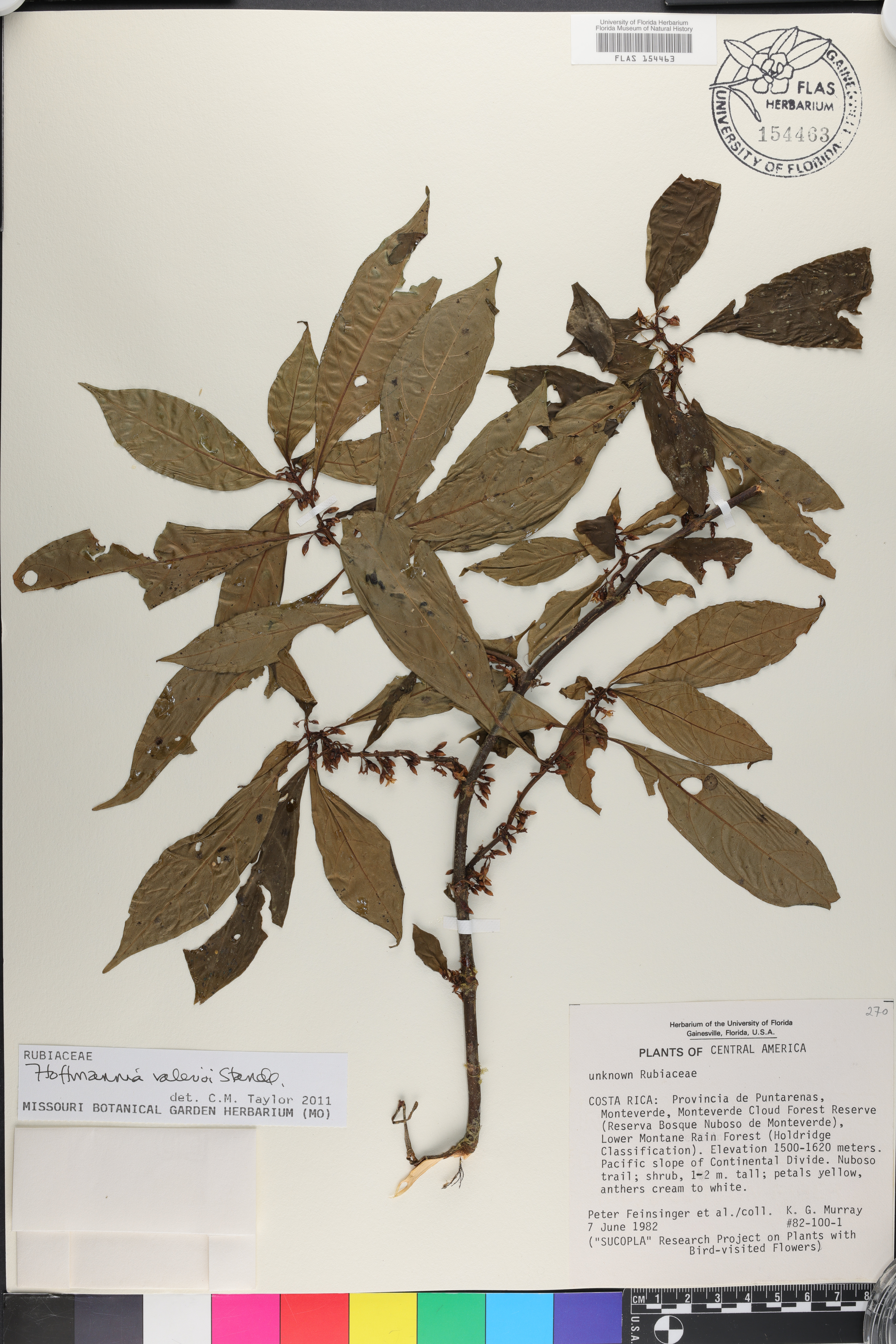 Hoffmannia valerii image