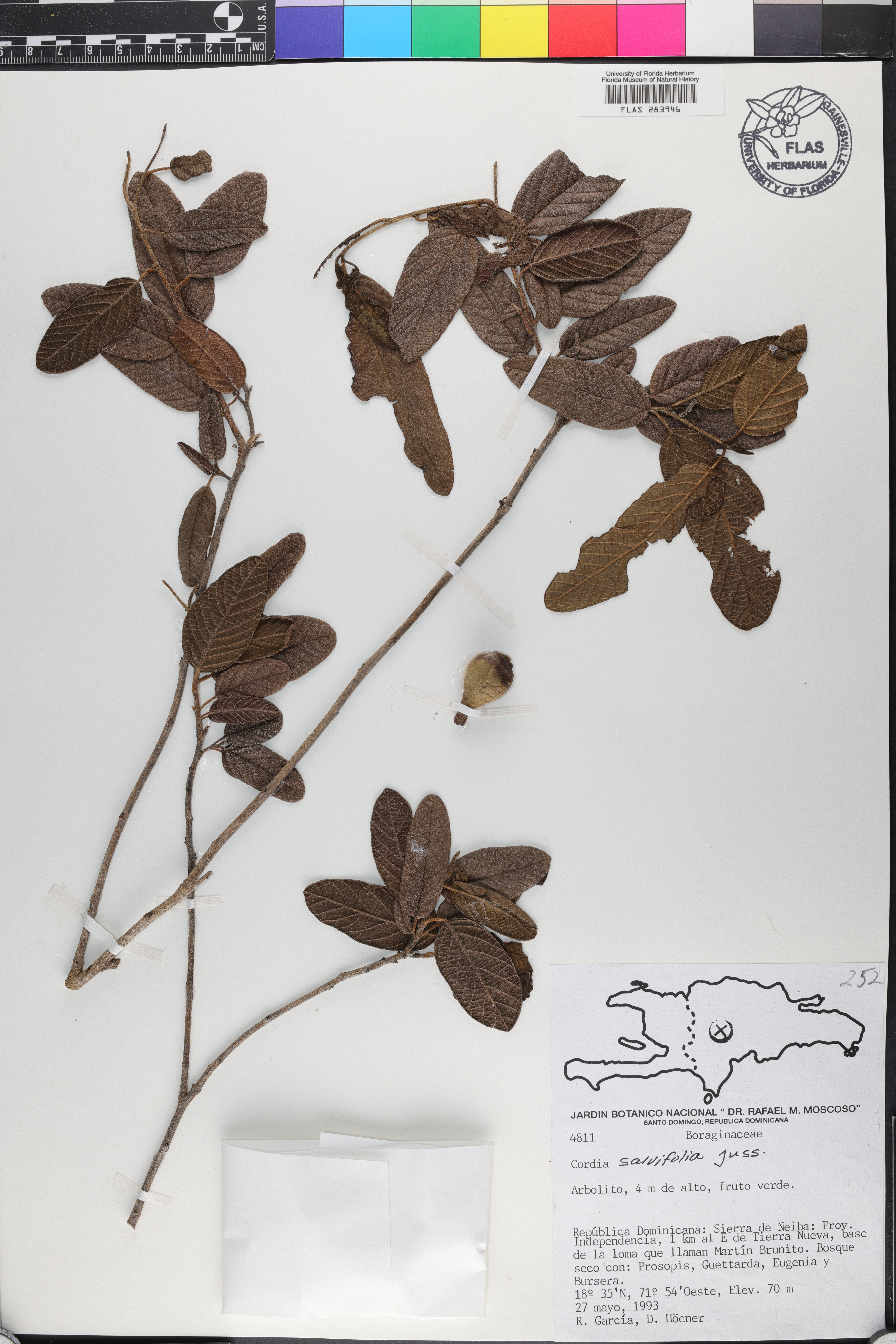 Cordia salviifolia image
