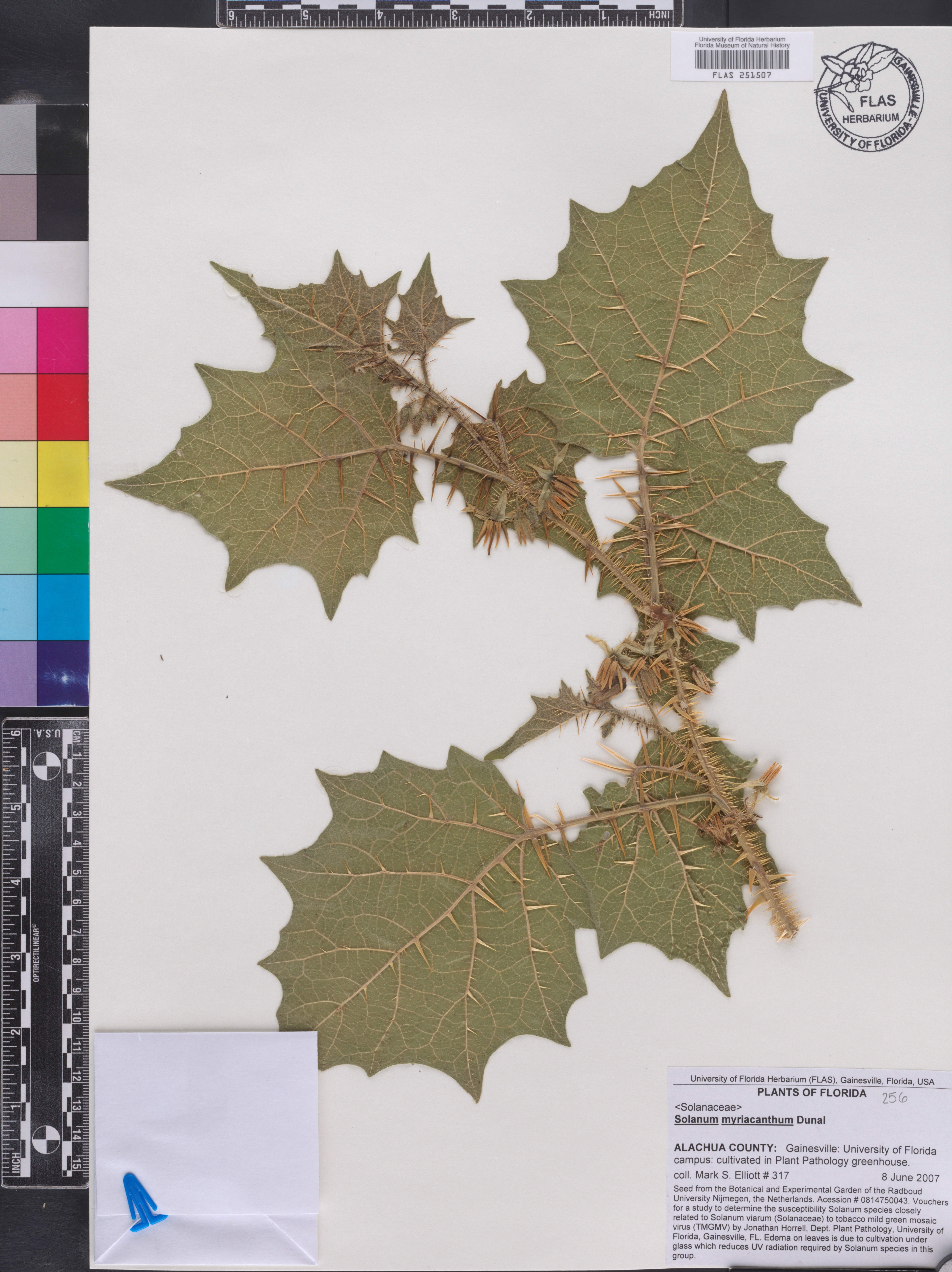 Solanum myriacanthum image