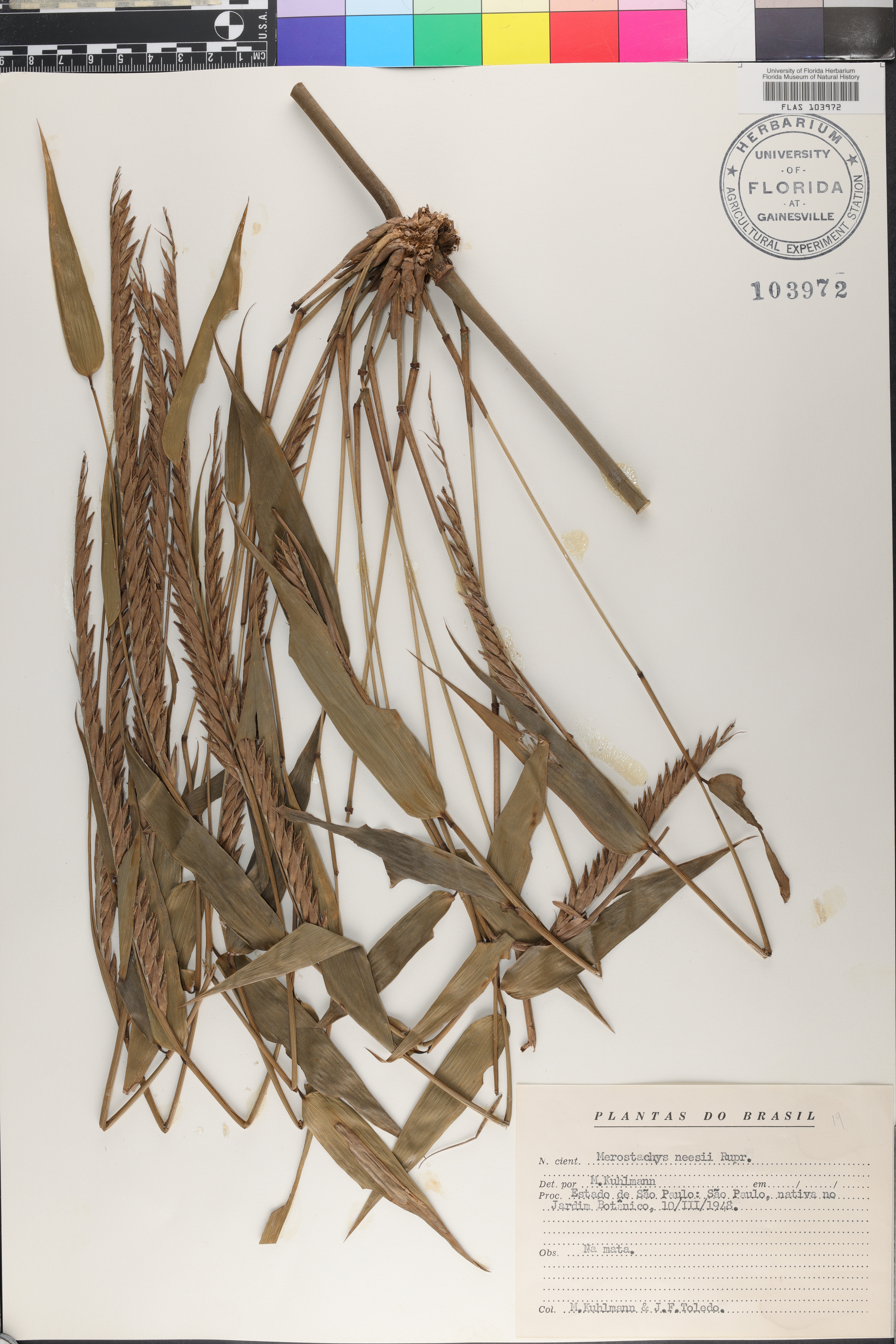 Merostachys neesii image