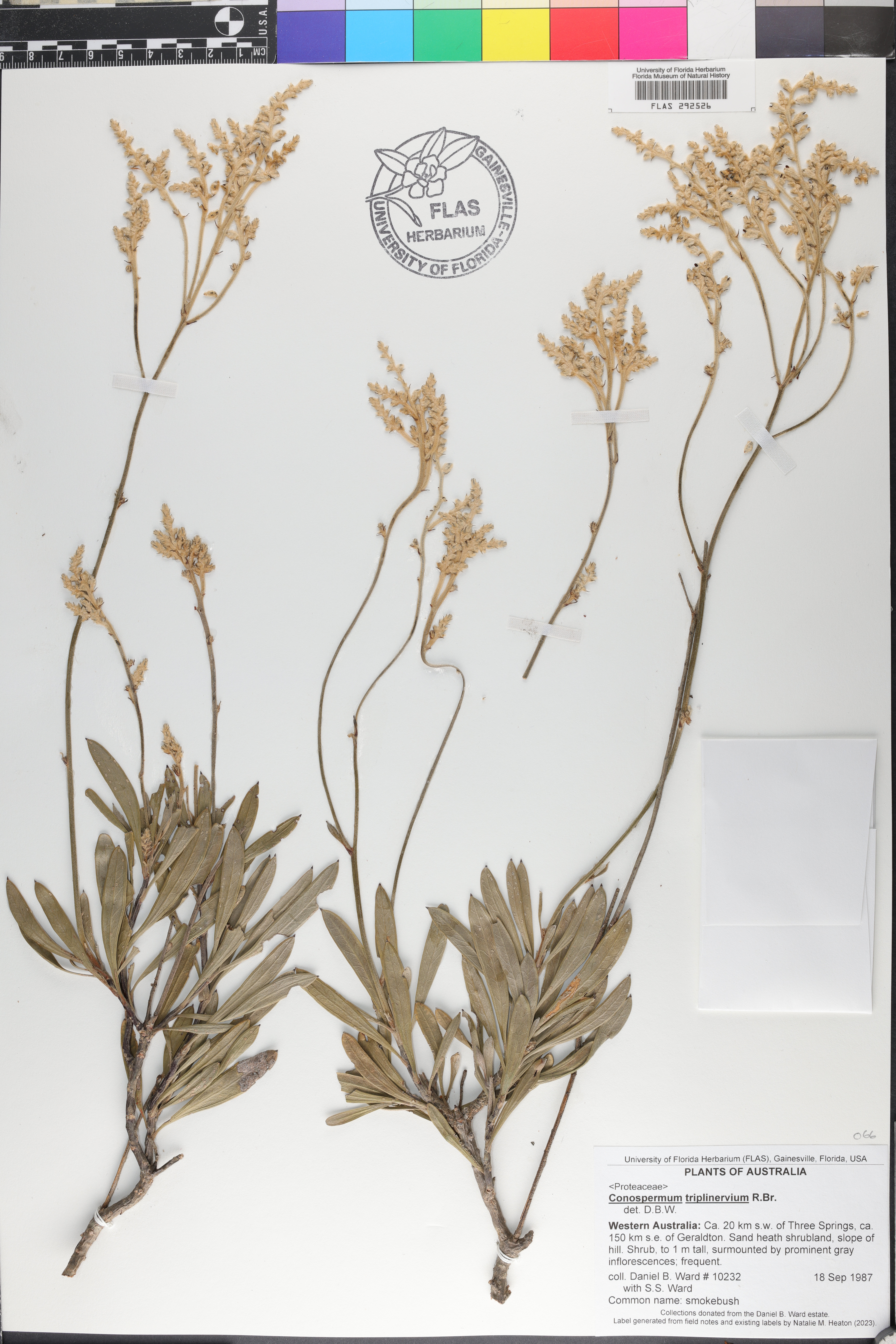 Conospermum triplinervium image
