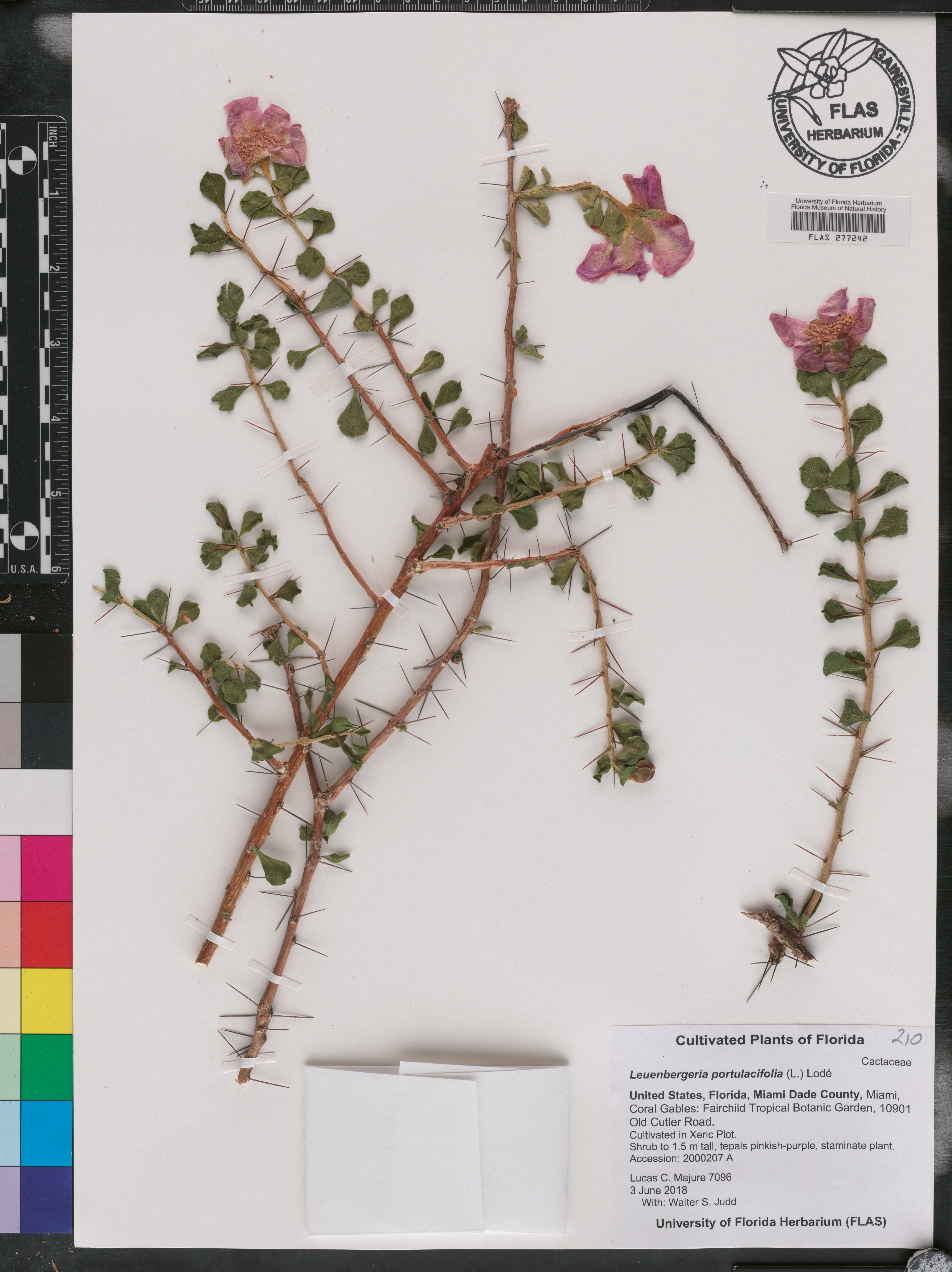 Leuenbergeria portulacifolia image