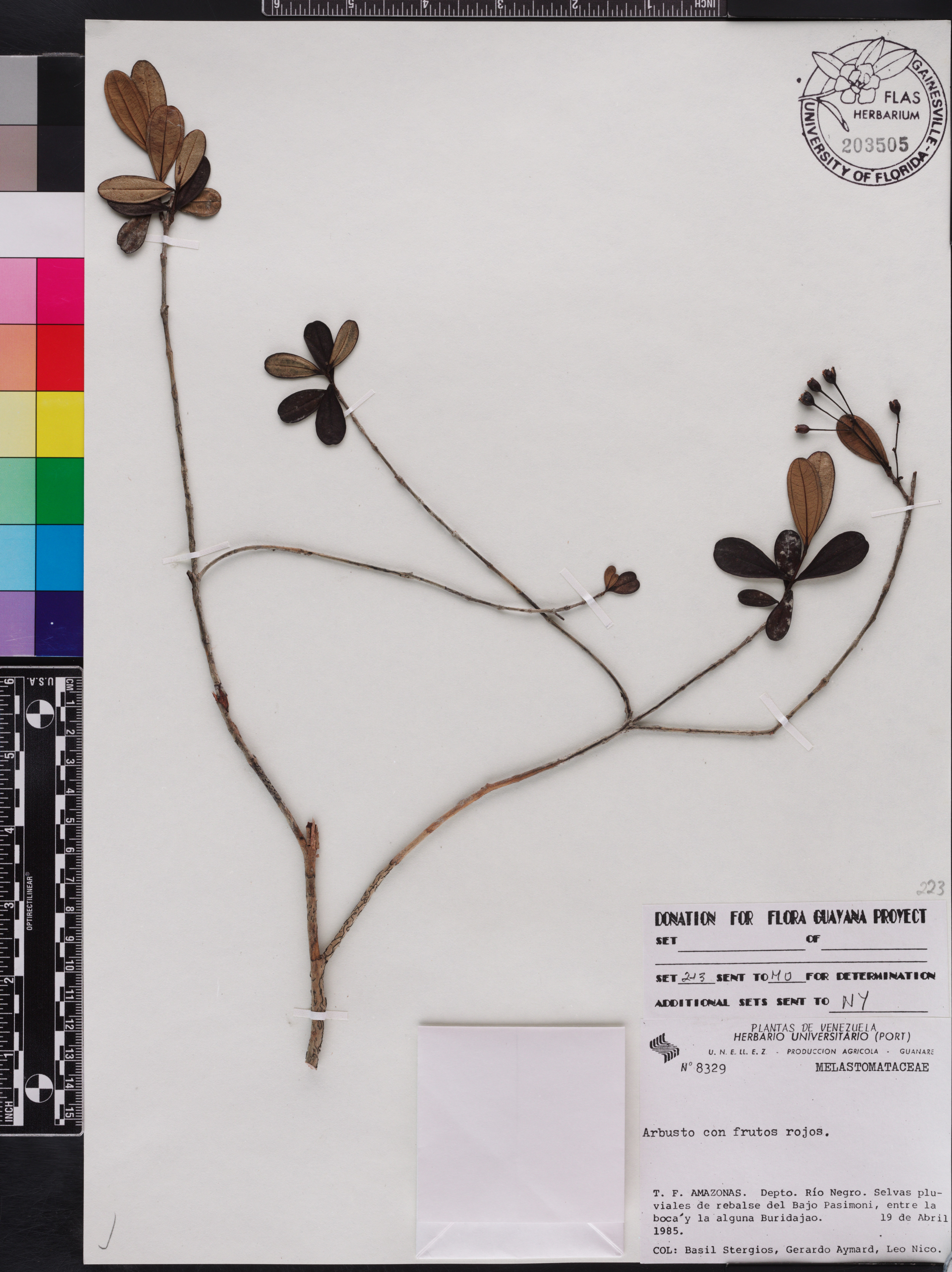 Macairea stylosa image