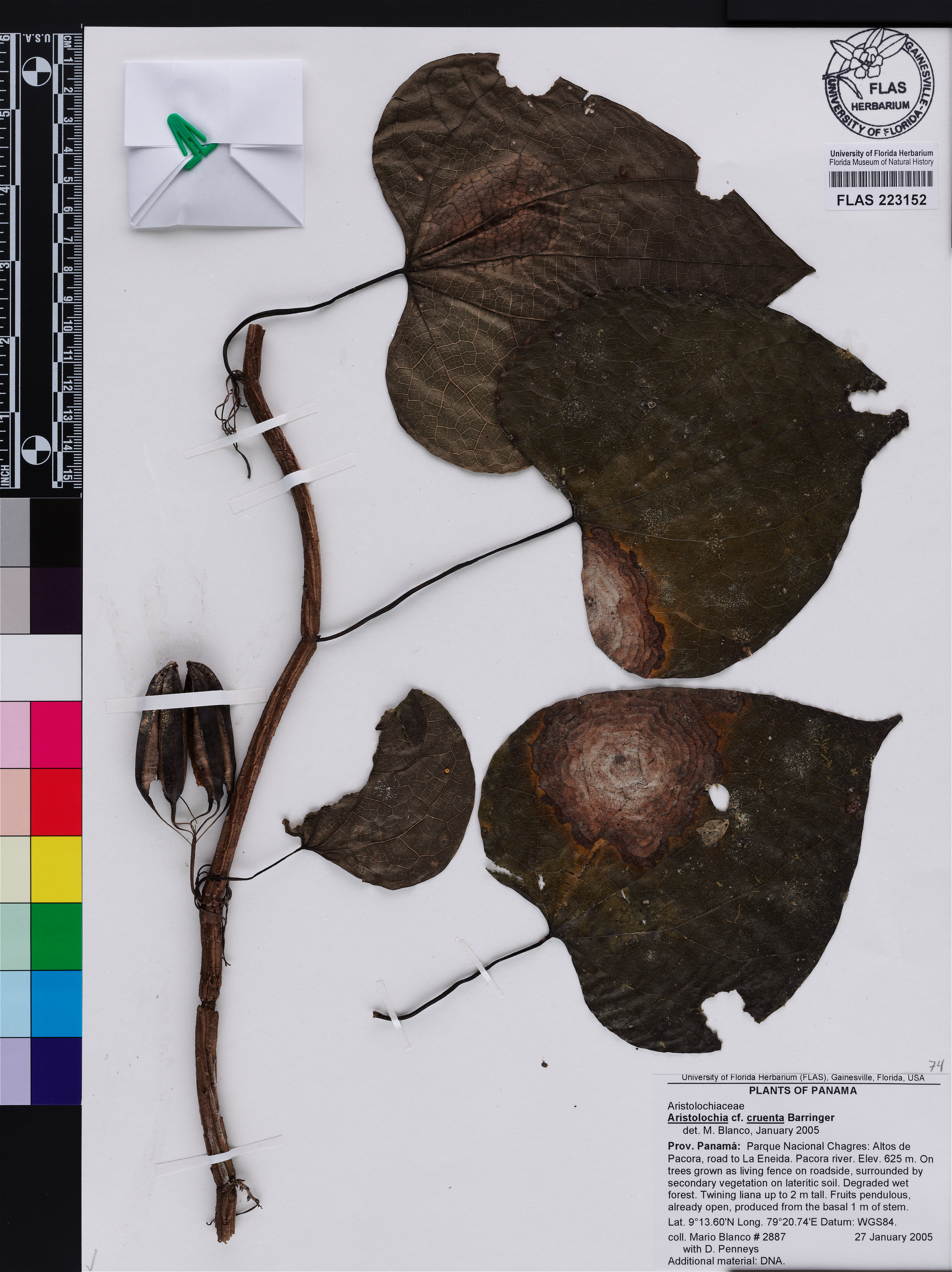 Aristolochia cordifolia image