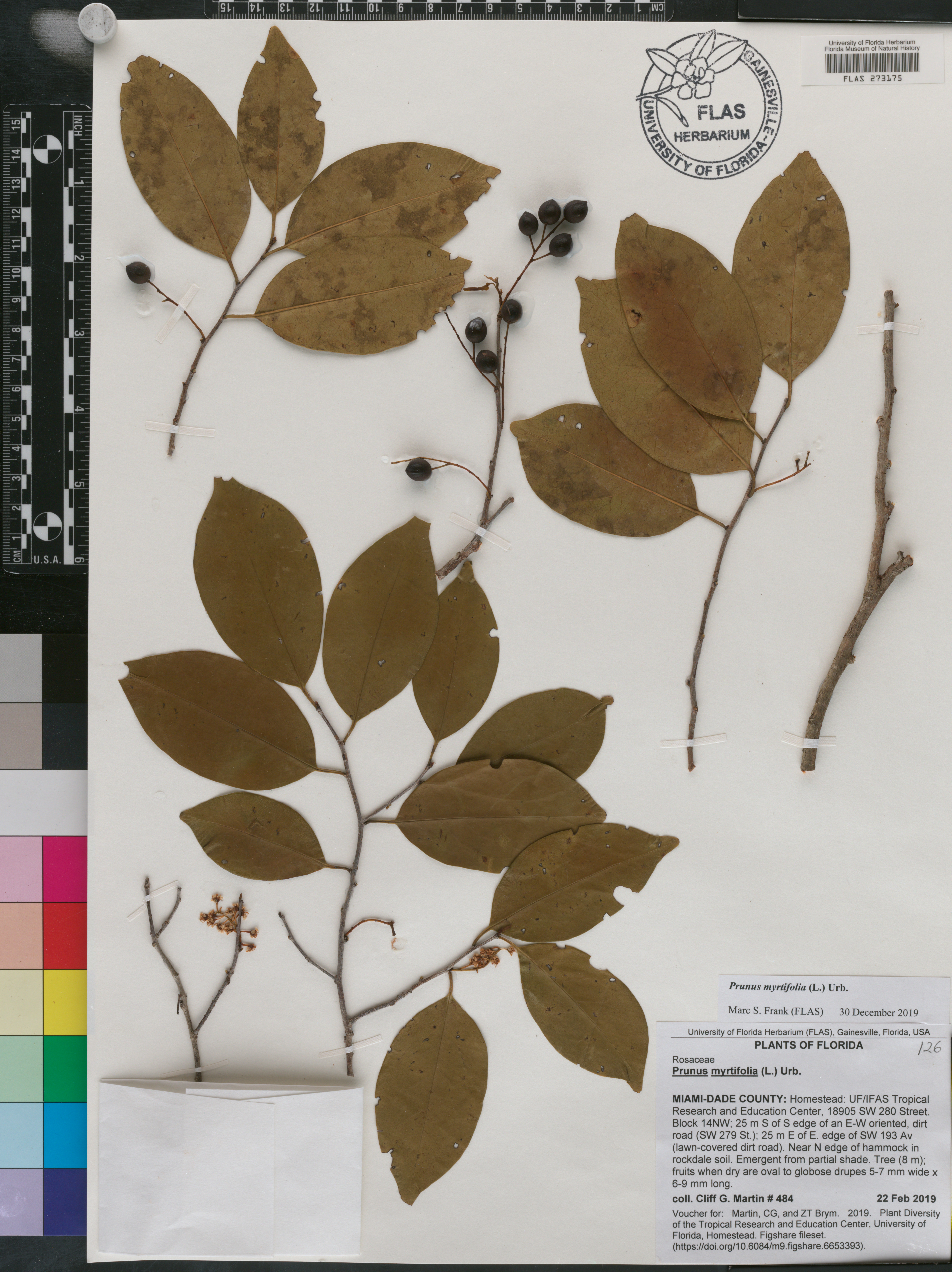Prunus myrtifolia image