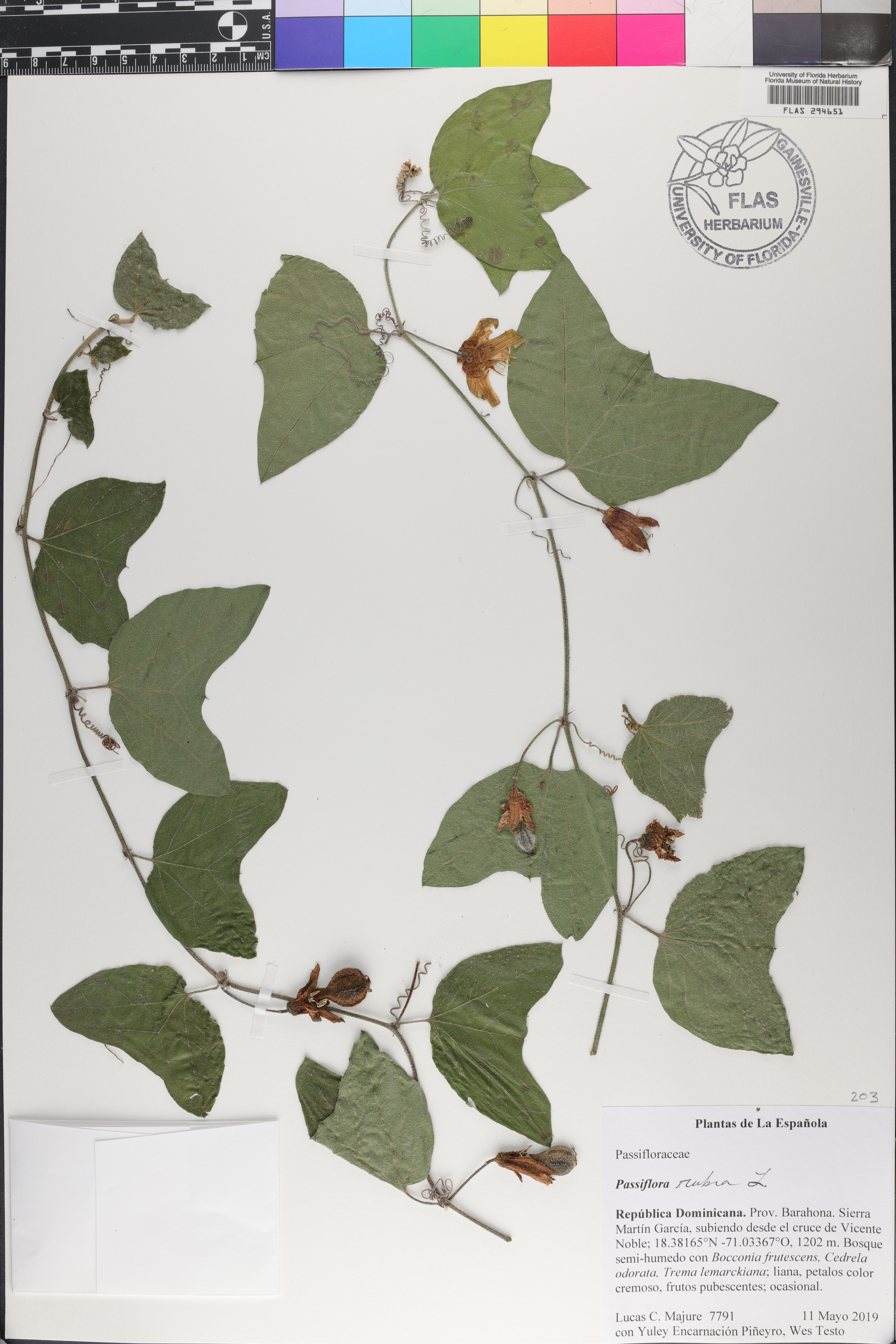 Passiflora rubra image