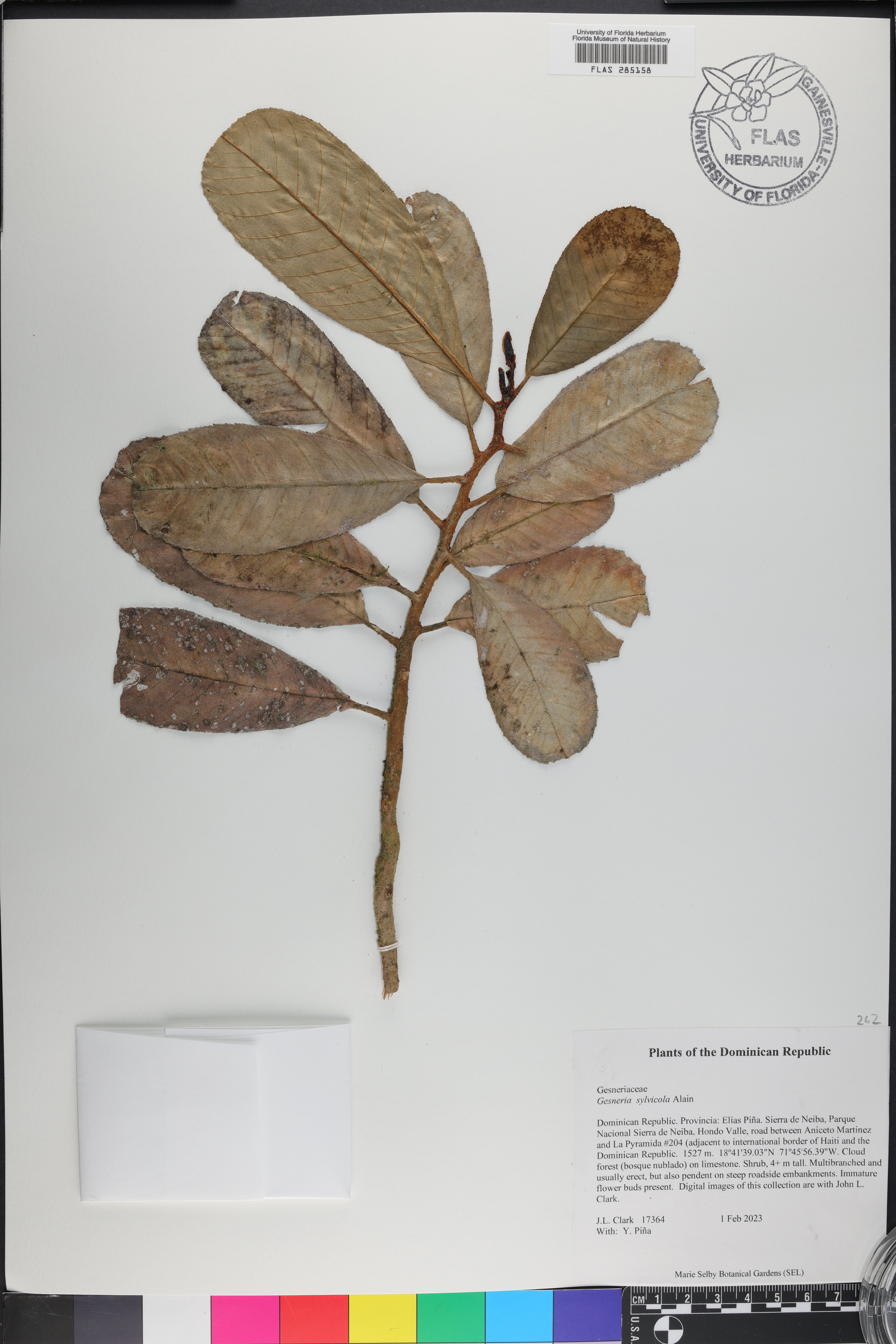 Gesneria viridiflora image