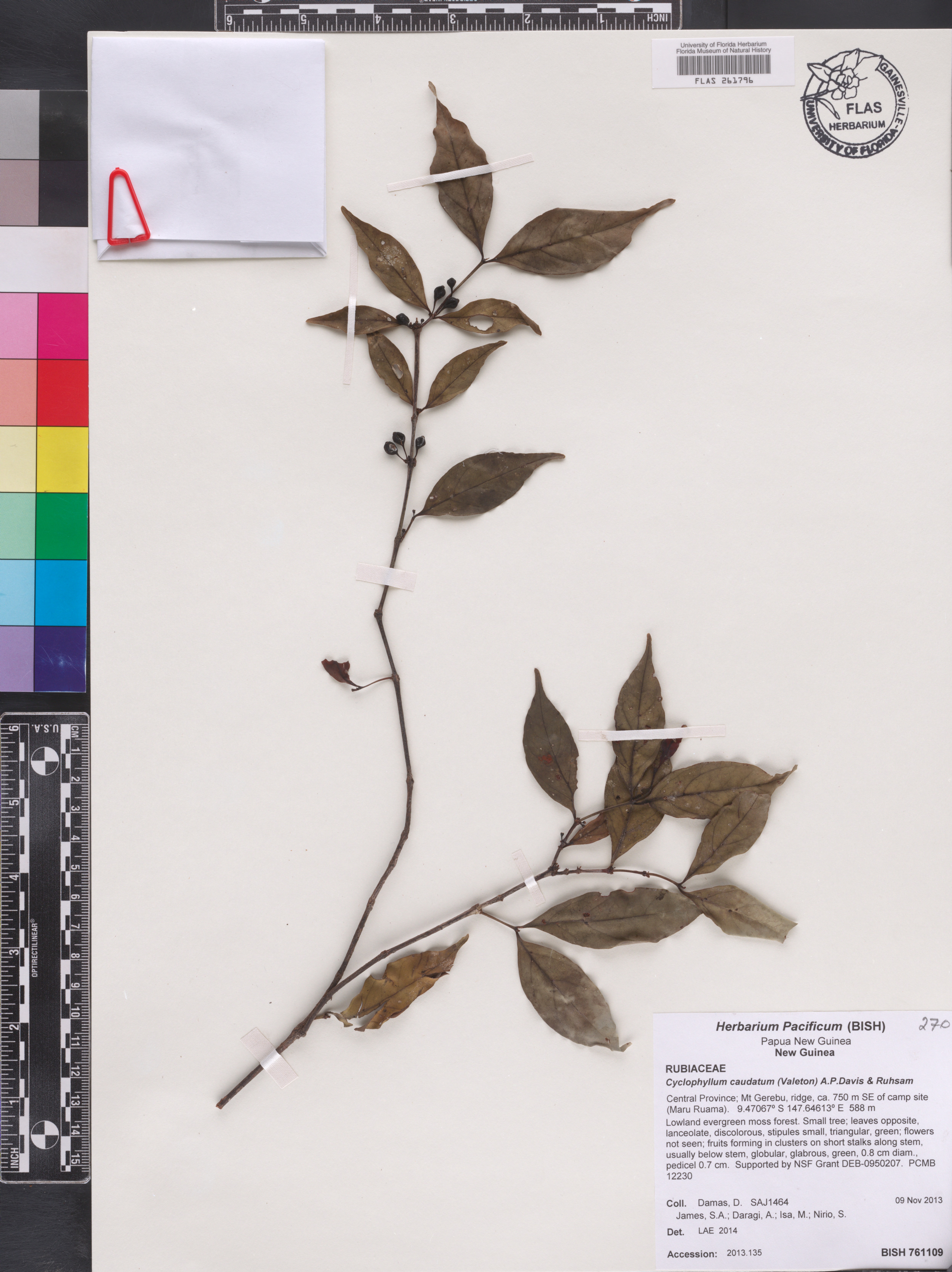 Cyclophyllum caudatum image