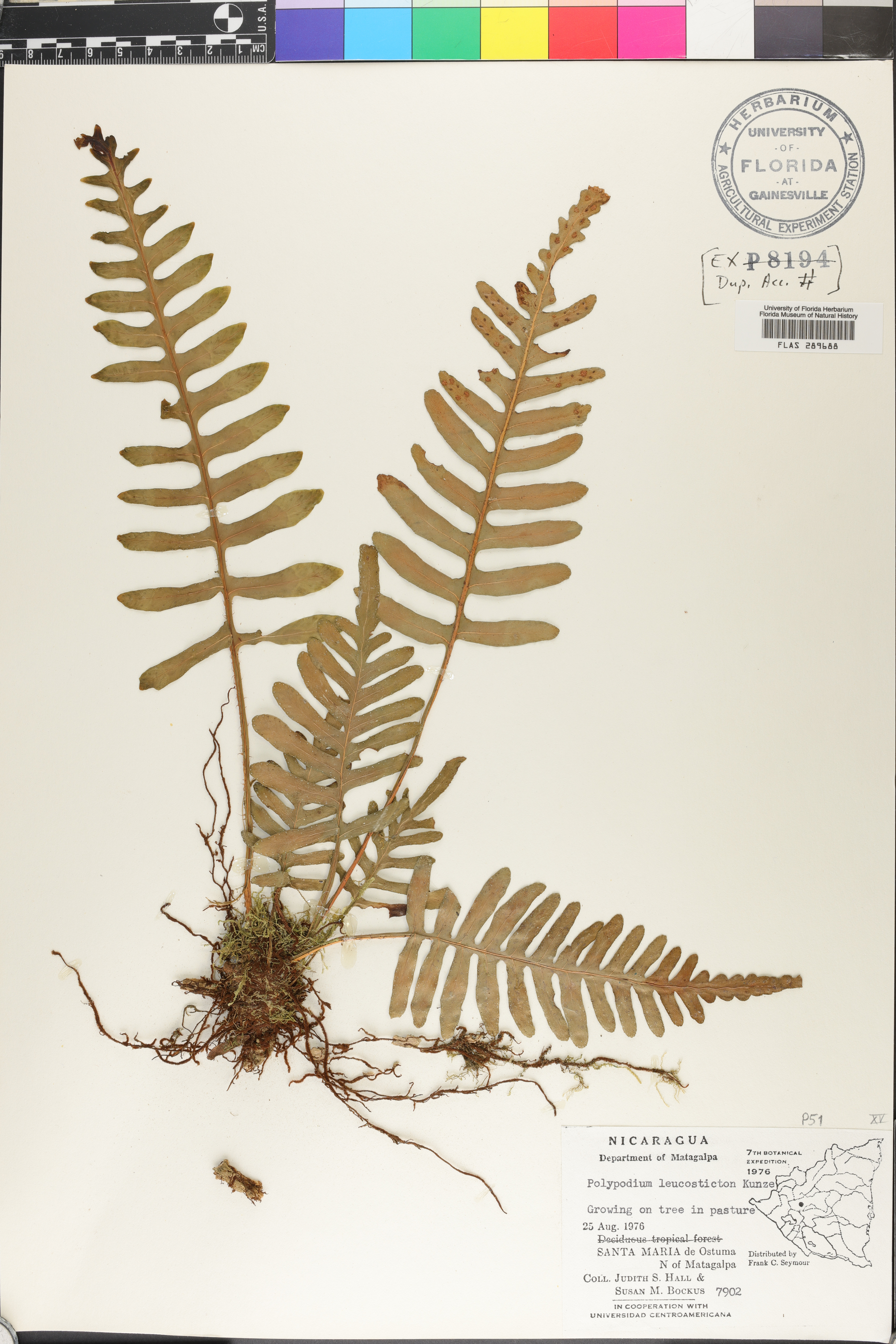 Polypodium leucosticton image