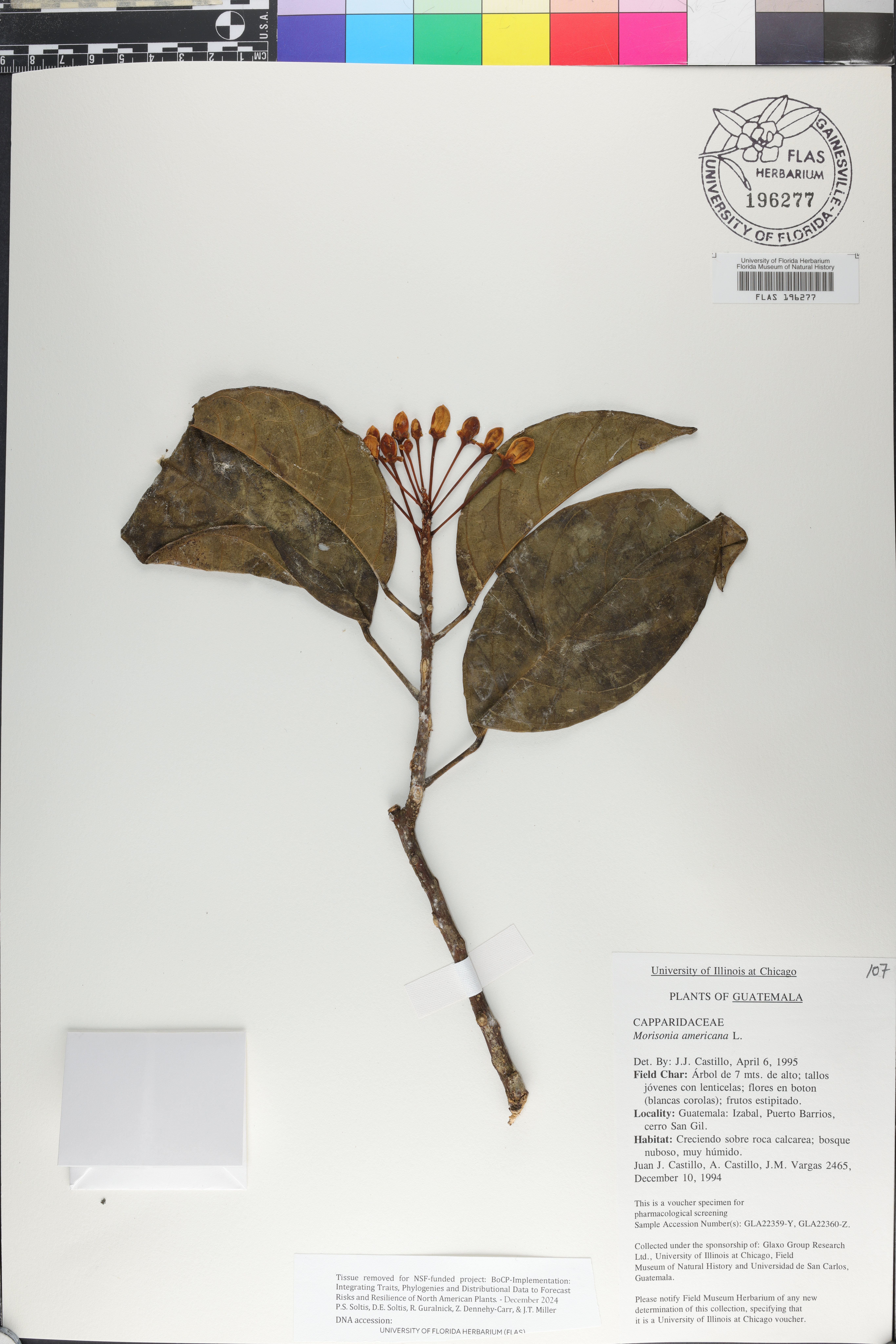 Morisonia image