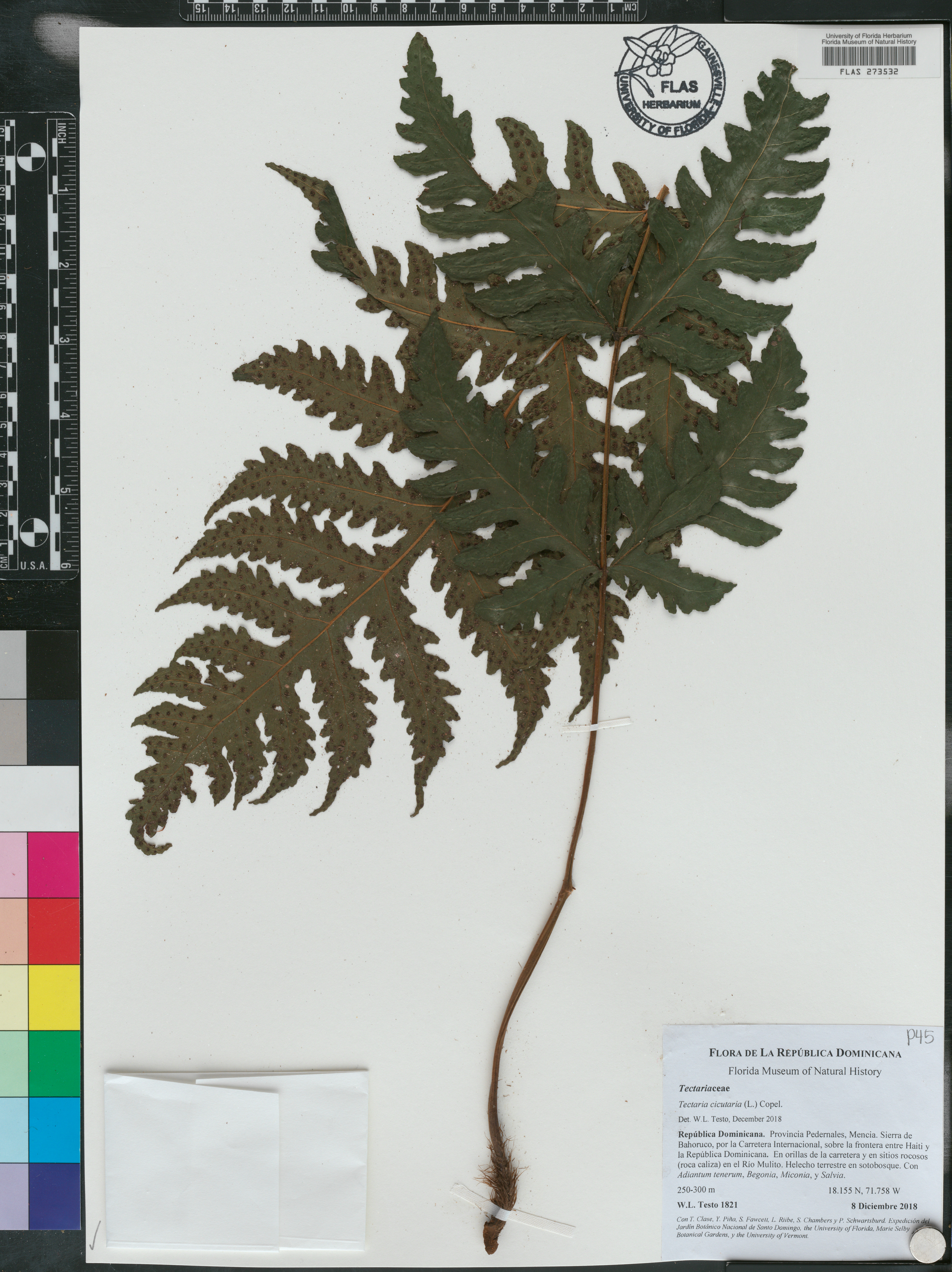 Tectaria cicutaria image