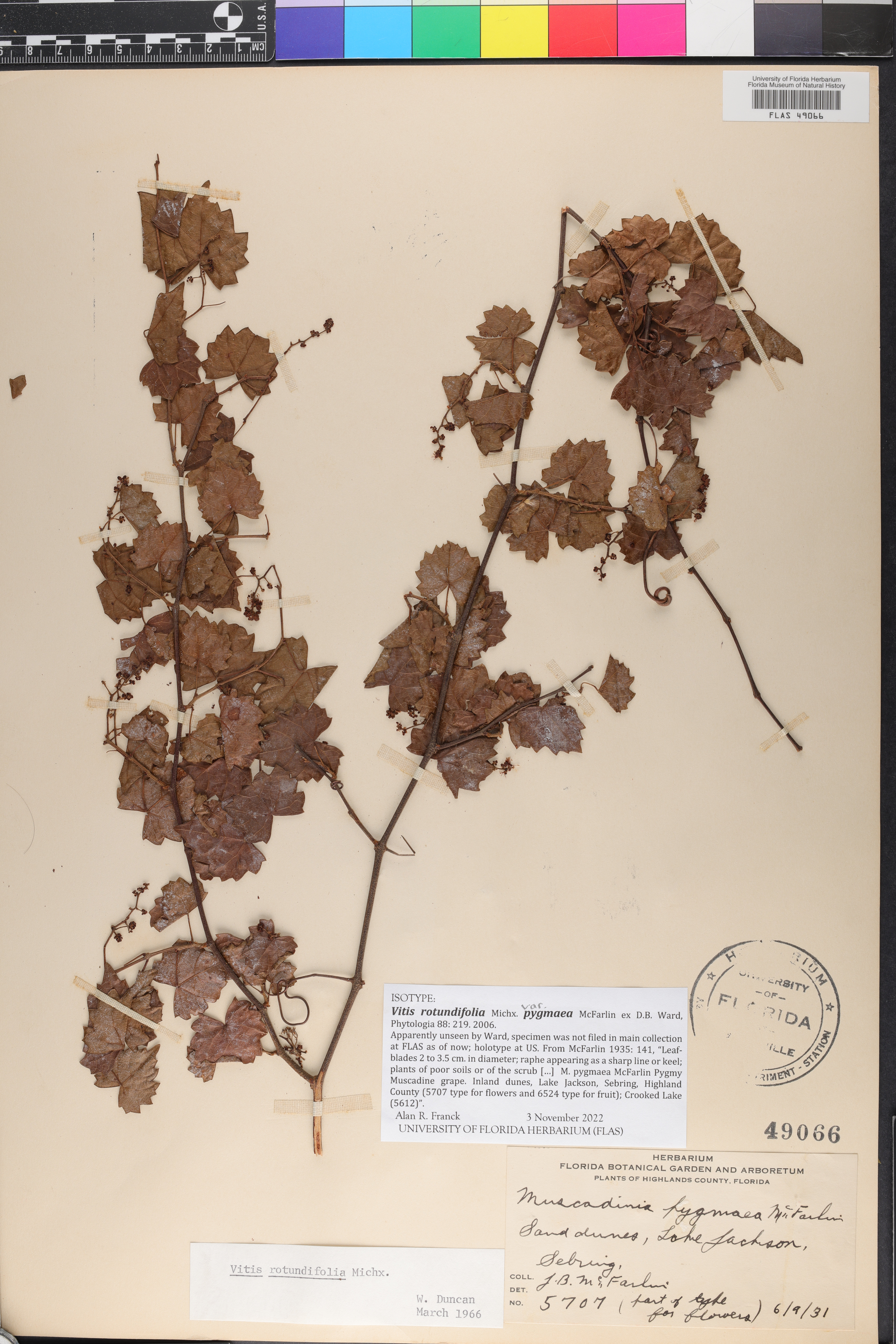 Vitis rotundifolia var. pygmaea image
