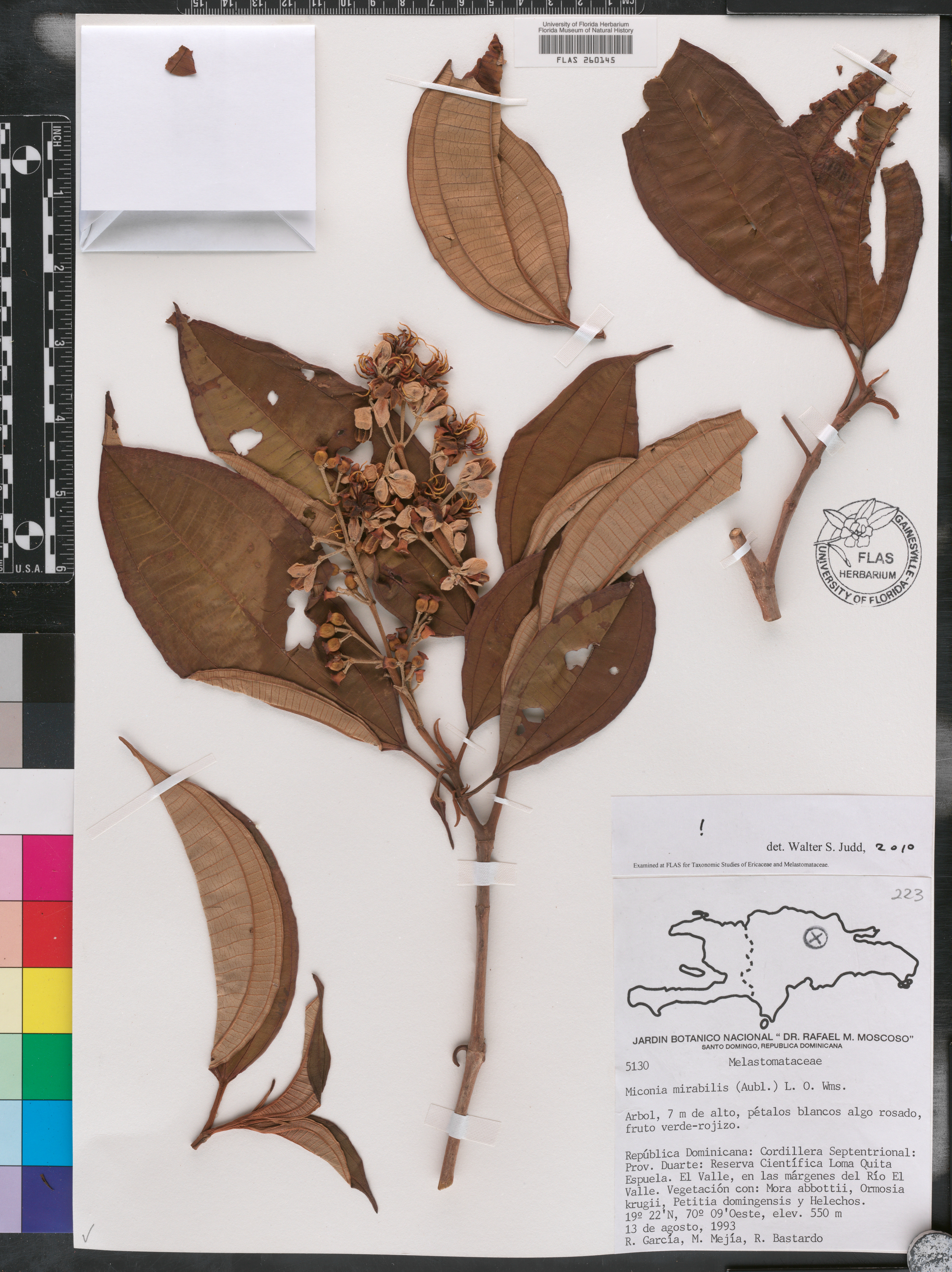 Miconia mirabilis image
